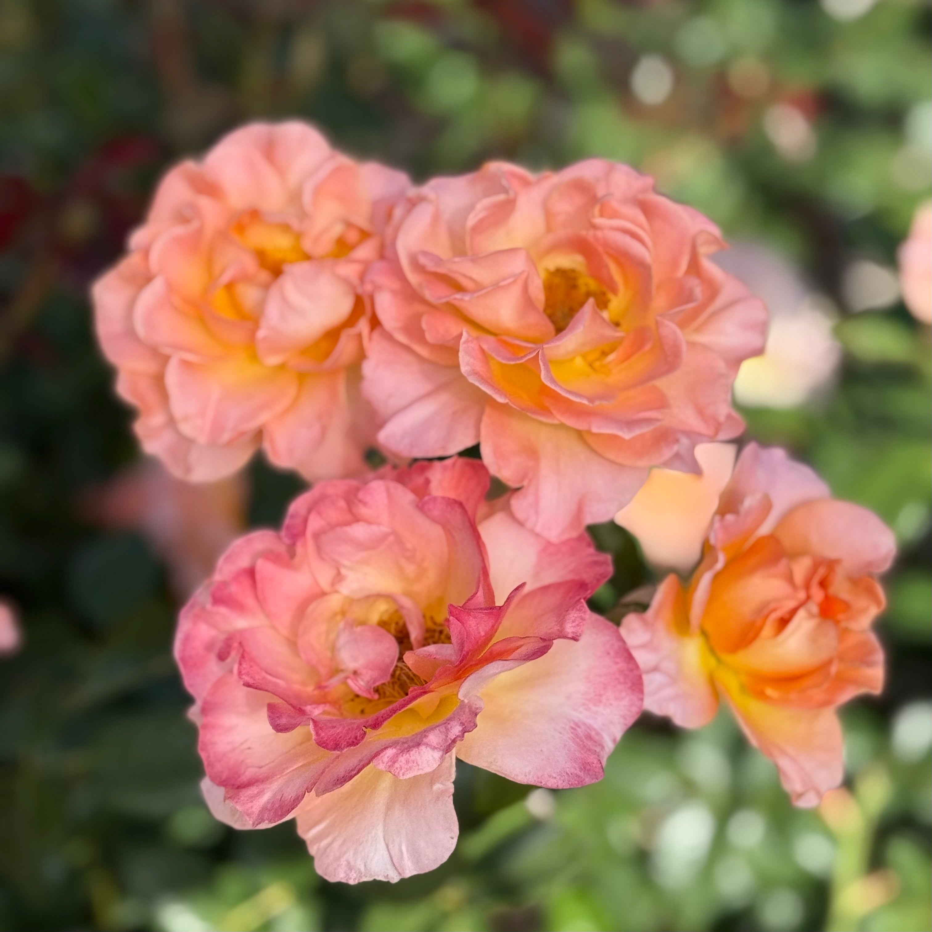 Jump for Joy Potted Rose Bush | Peachy Pink Floribunda Rose