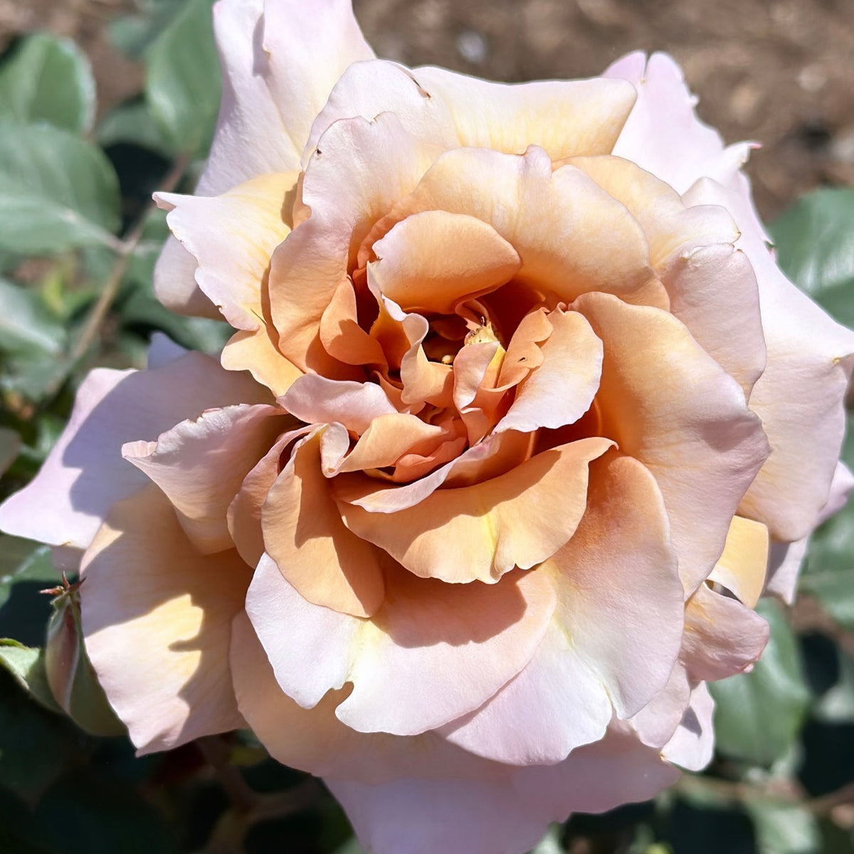Julia's Rose Potted Rose Bush