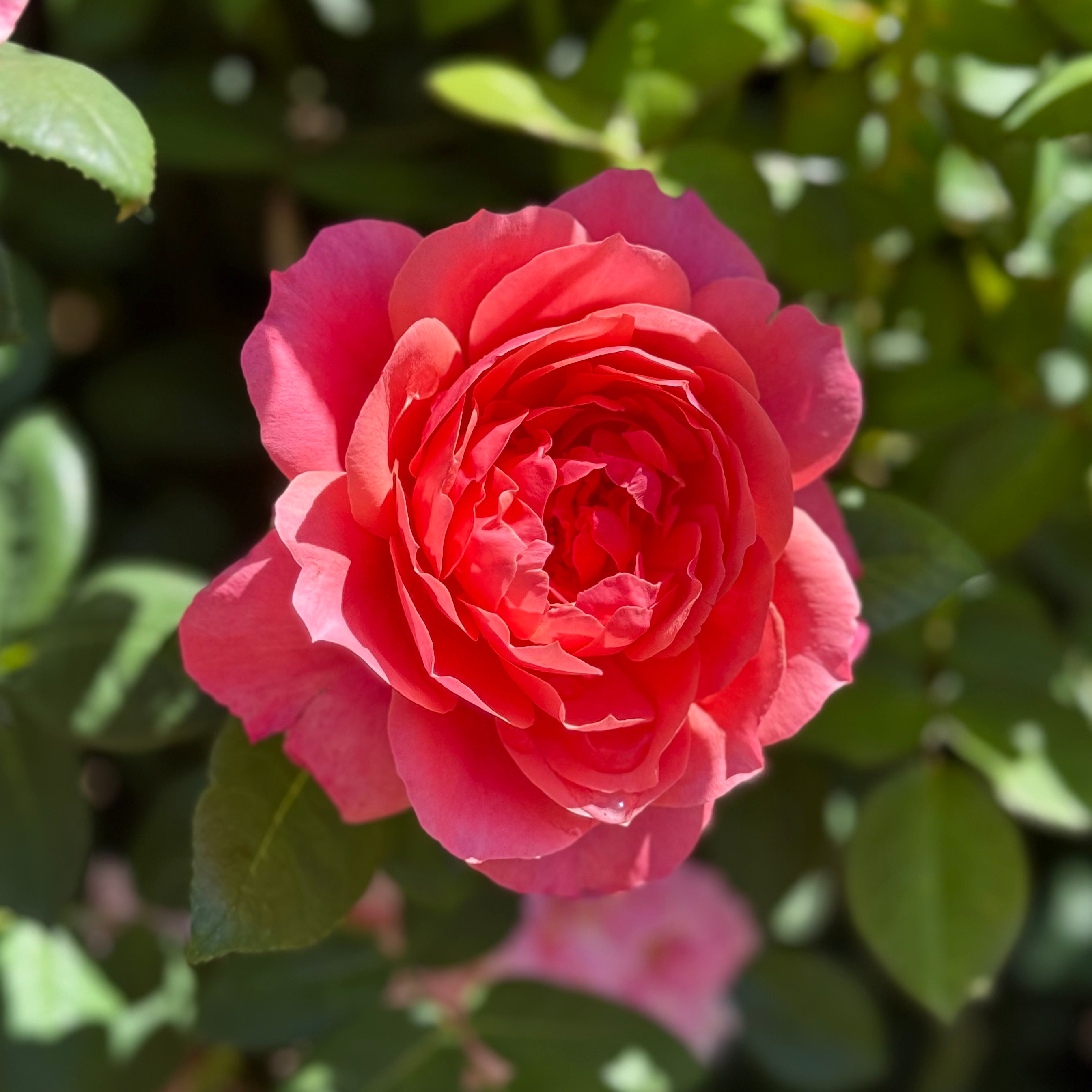 Uptown Girl® Potted Tree Rose