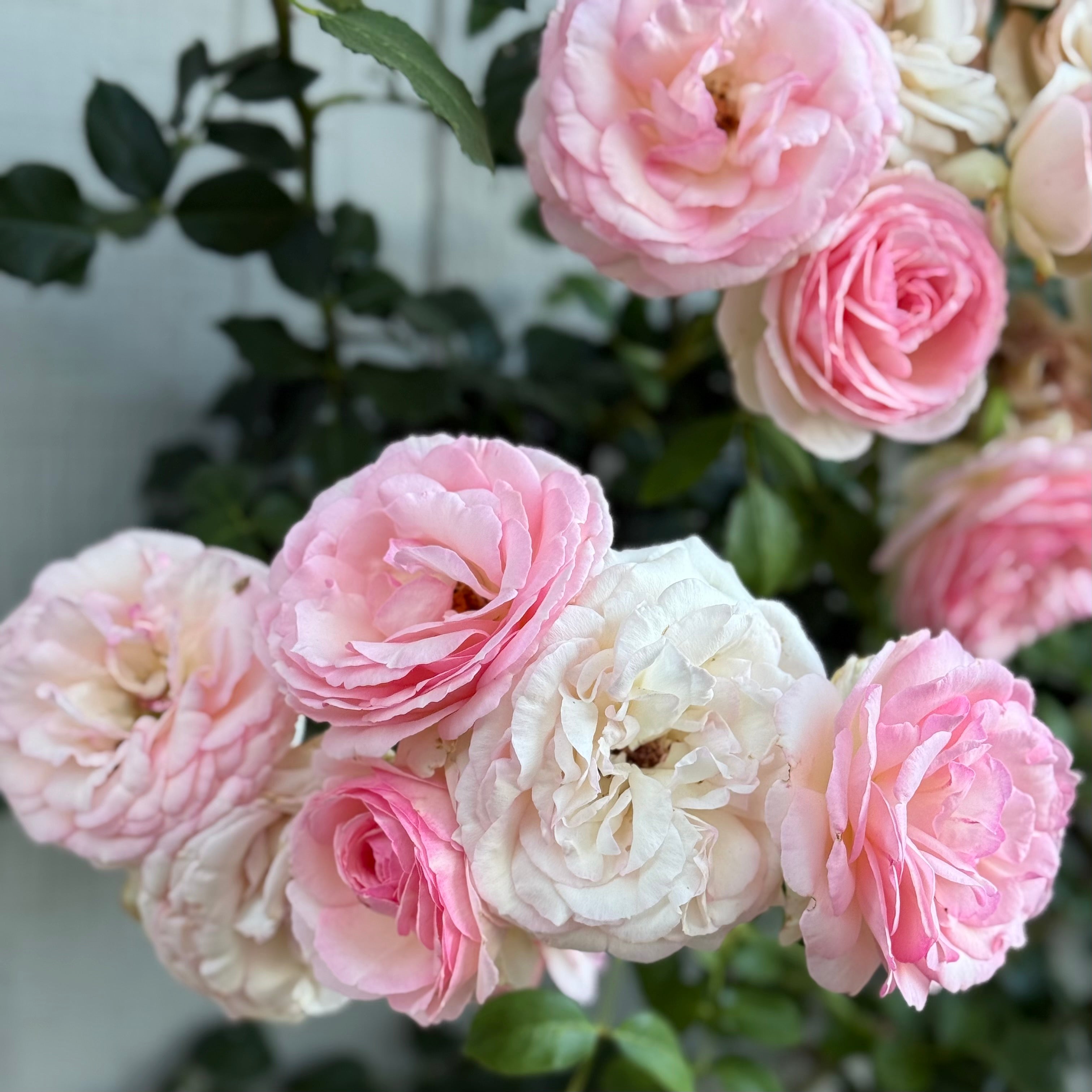 Eden Climber® Potted Climbing Rose