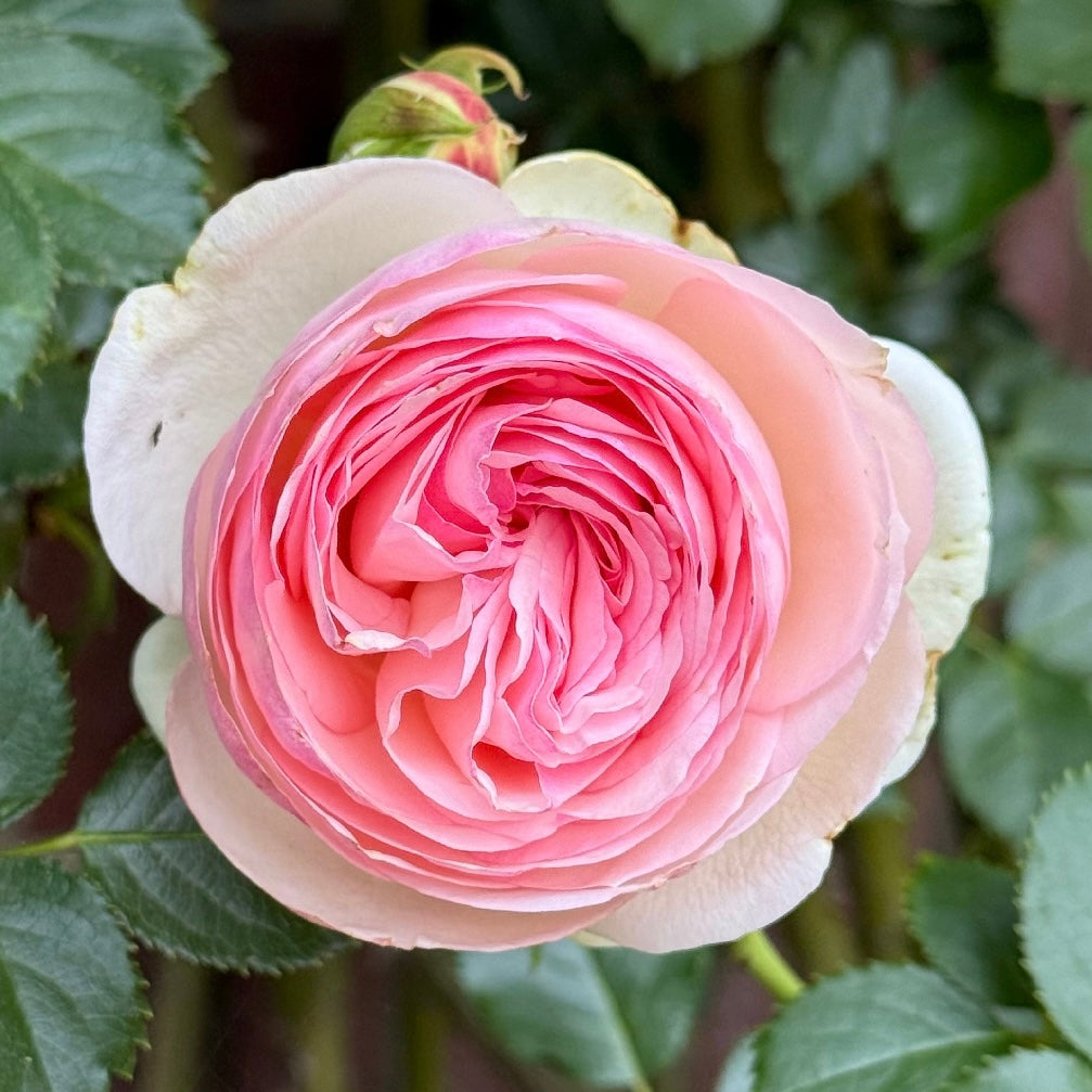 Eden Climber® Potted Climbing Rose