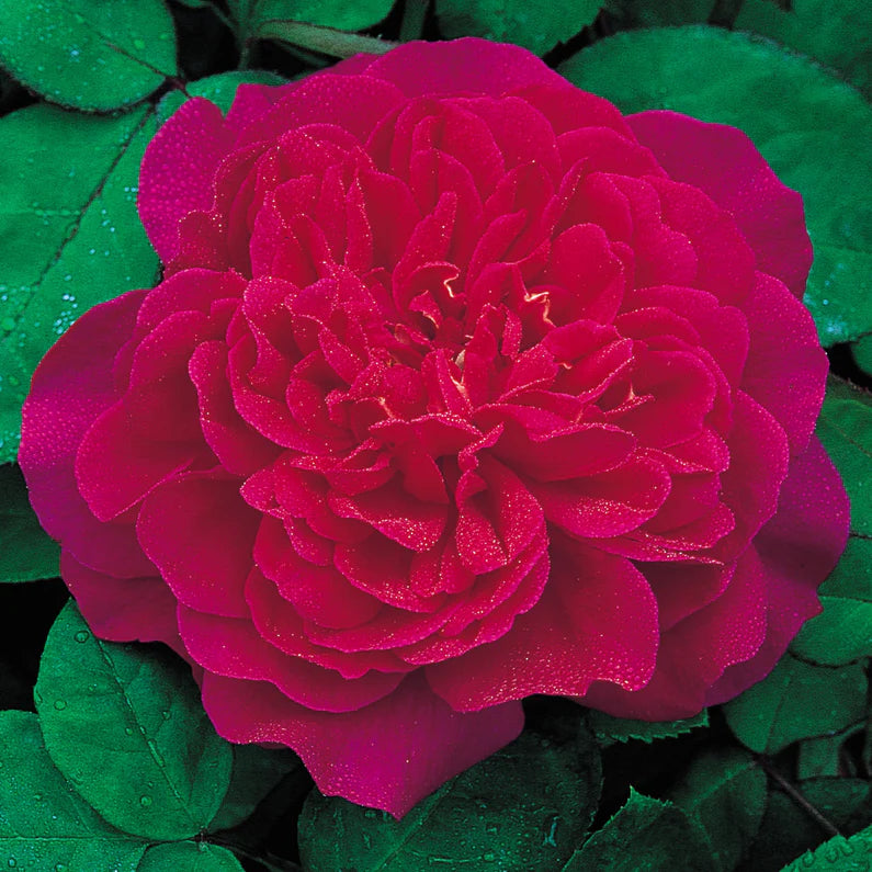 David Austin Roses Sophy’s Rose