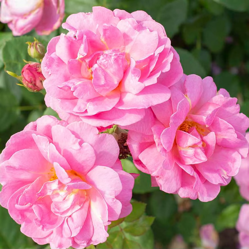 Gracie's Gem Box MORGANITE - Designer 3 Pack - Princesse Charlene de Monaco™ & Sitting Pretty™ & Eleganza® Beverly™ Potted Rose Bushes