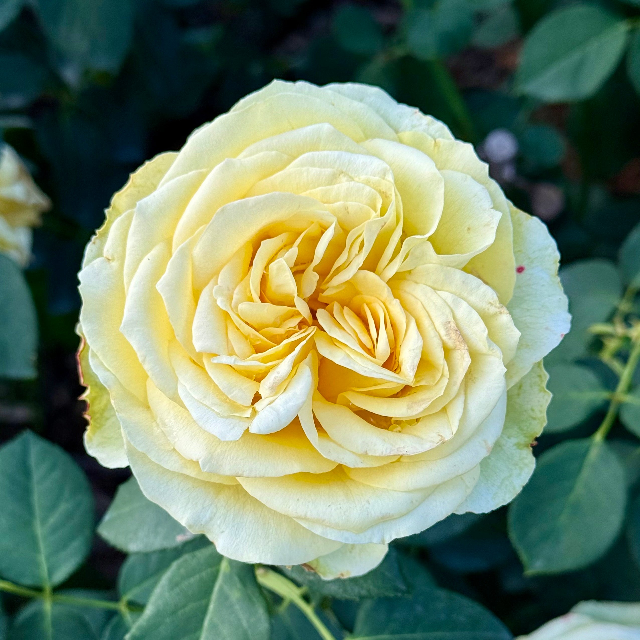 Grace Rose Farm St. Patrick Rose - Thumbnail 2