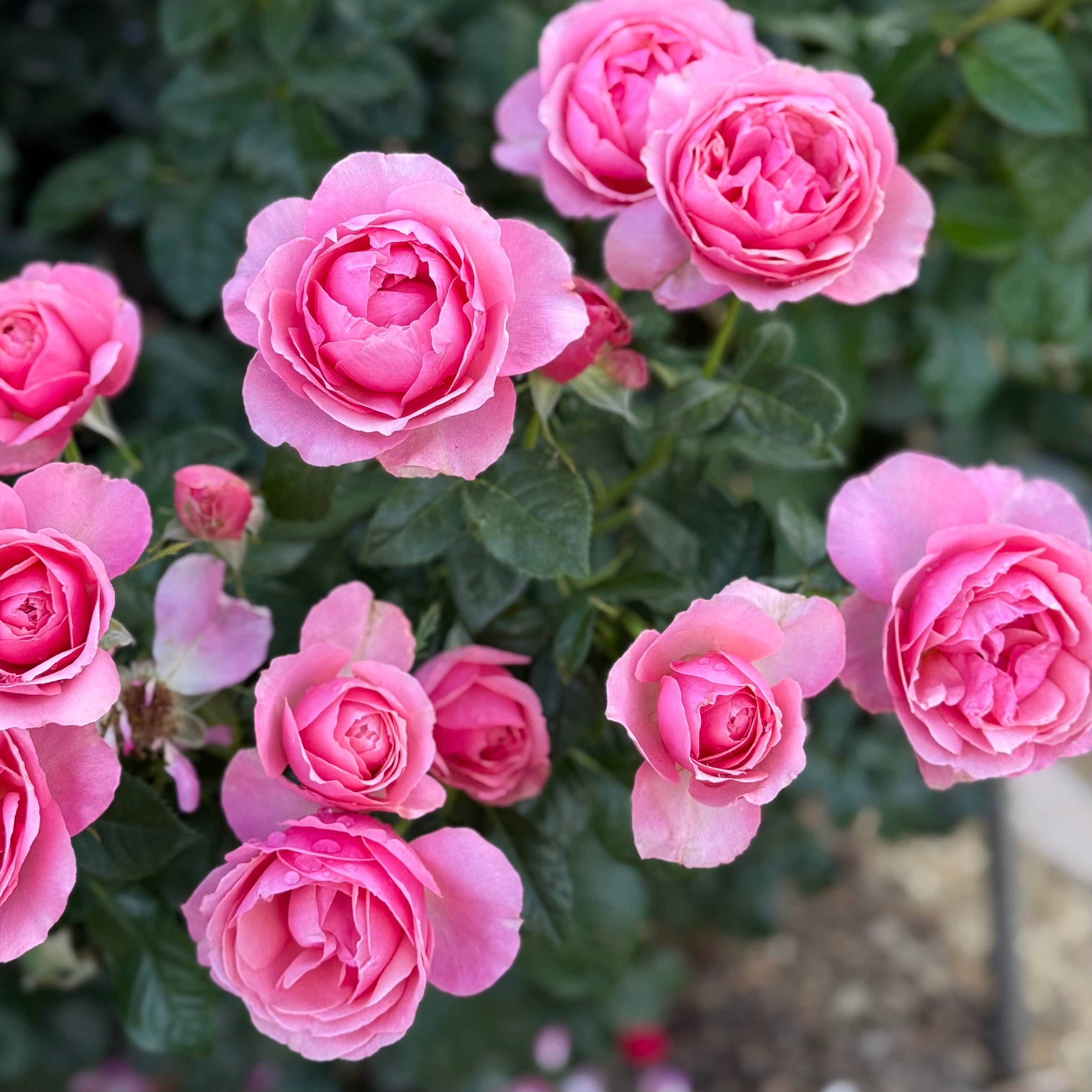rose pinkのページです♪ All Dressed Up Rose | Fragrant Pink Grandiflora | Grace Rose Farm