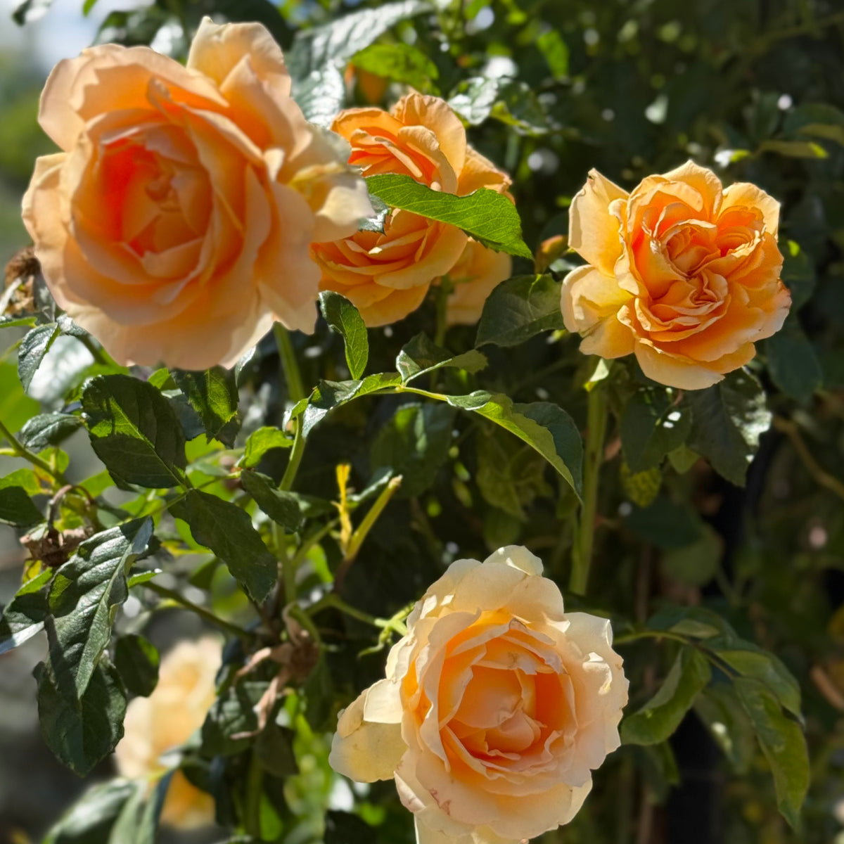 Golden Opportunity™ Bare Root Climbing Rose Bush