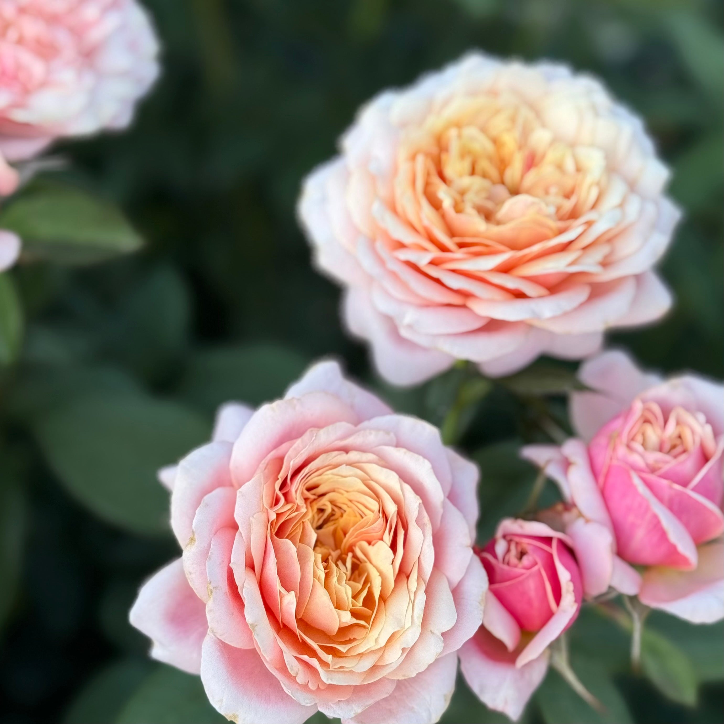 State of Grace ™ Potted Rose Bush