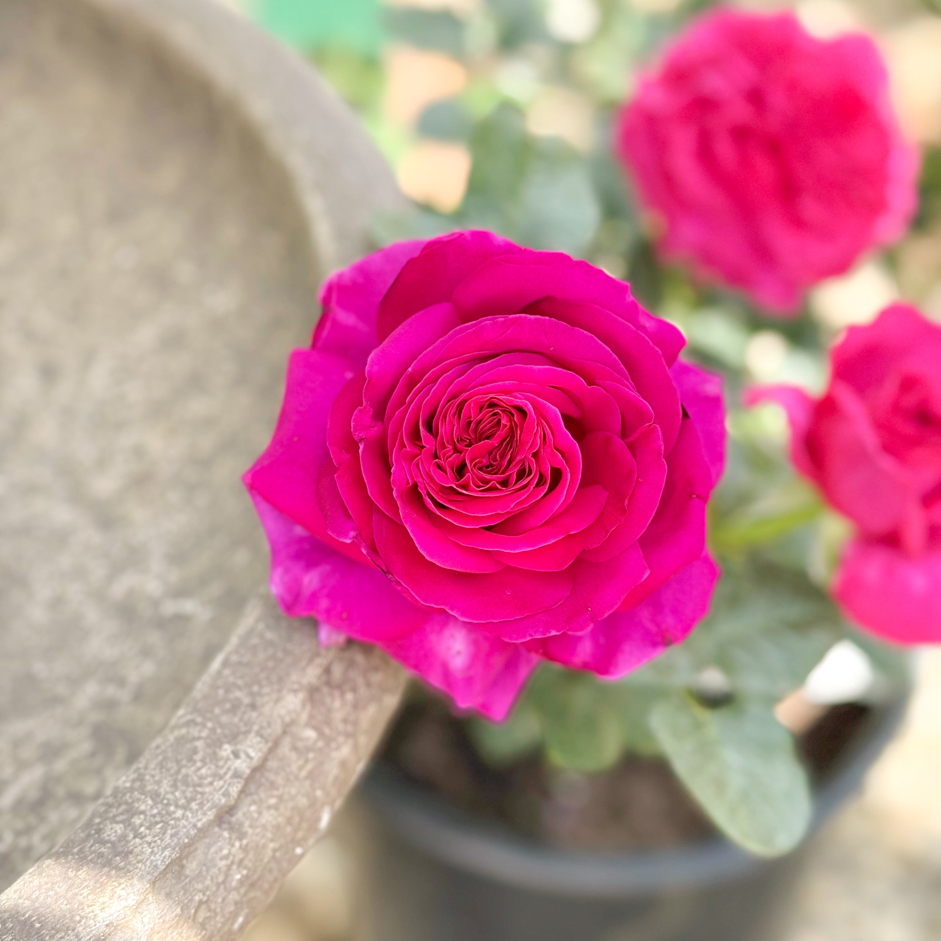 Nothing But Class™ Potted Rose Bush