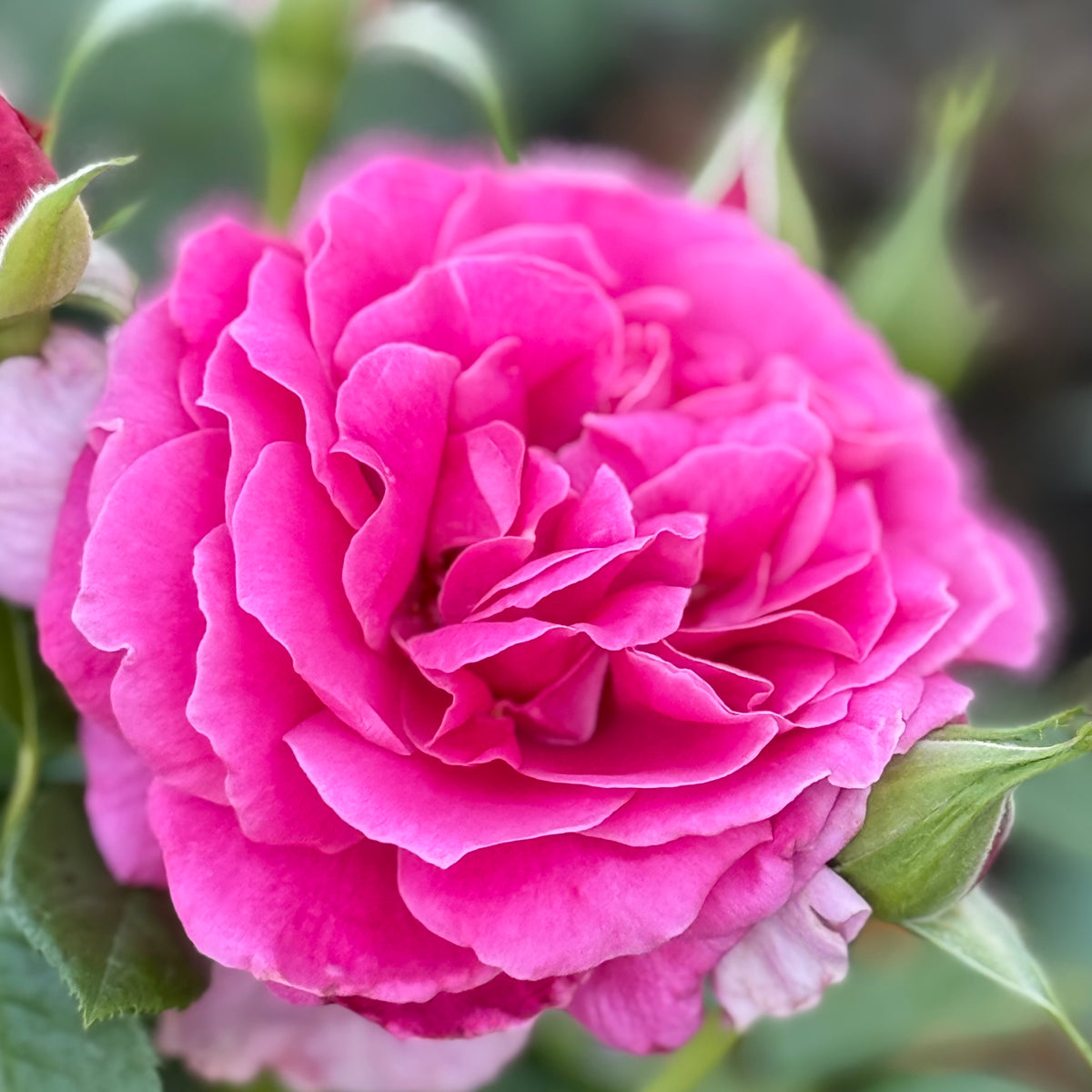 Pretty Lady Rose Potted Rose Bush | Pink Rose Bush | Grace Rose Farm