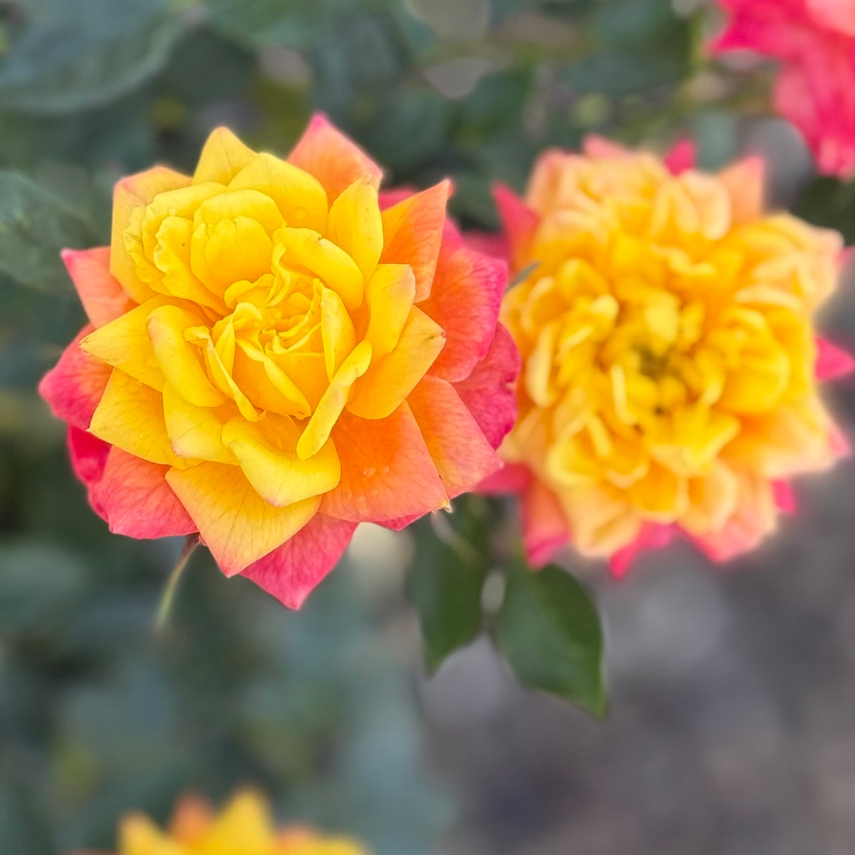 Rainbows End Potted Rose Bush | Yellow Red Miniature Rose | Grace Rose Farm