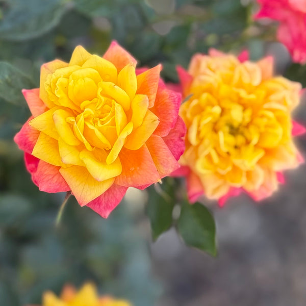 Rainbows End Potted Rose Bush | Yellow Red Miniature Rose | Grace