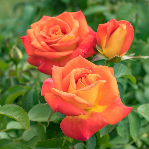 Chris Evert Bare Root Rose Bush