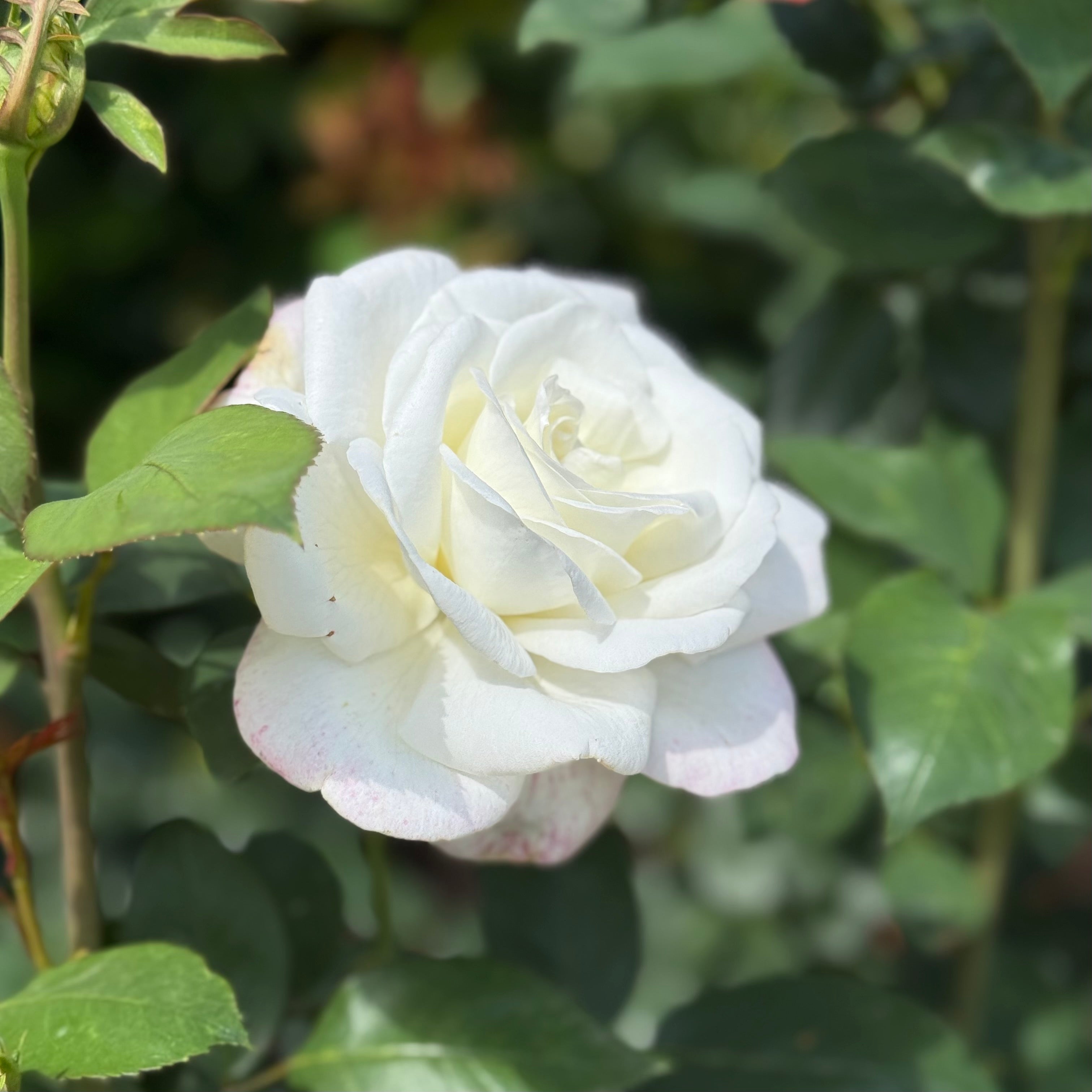Sugar Moon Potted Rose Bush | White Fragrant Hybrid Tea Rose