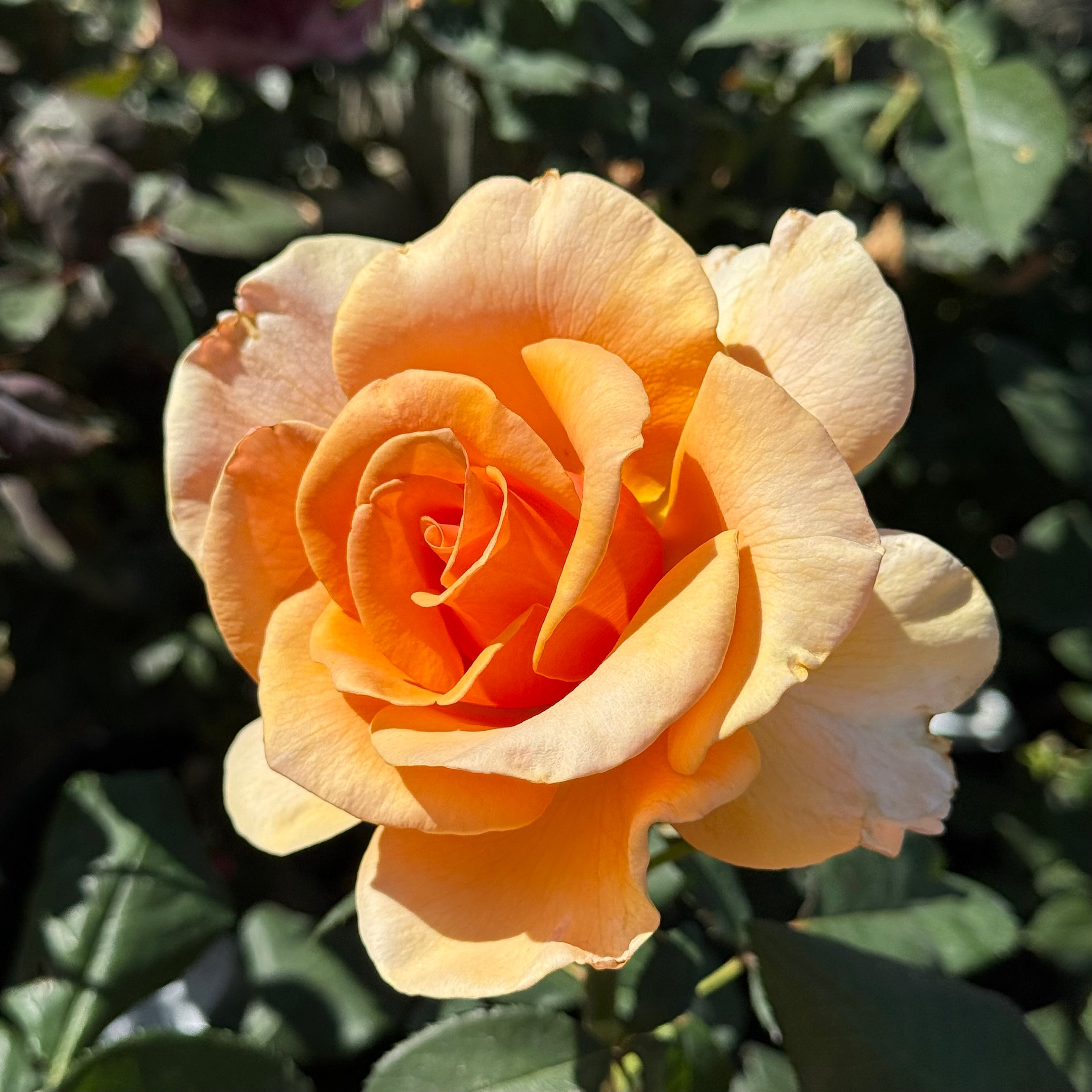 Brandy™ Potted Rose Bush