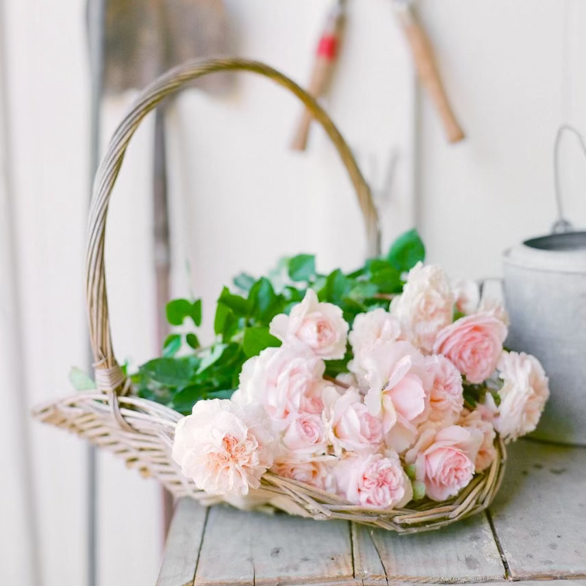 David Austin Roses The Lady Gardener Rose Bush