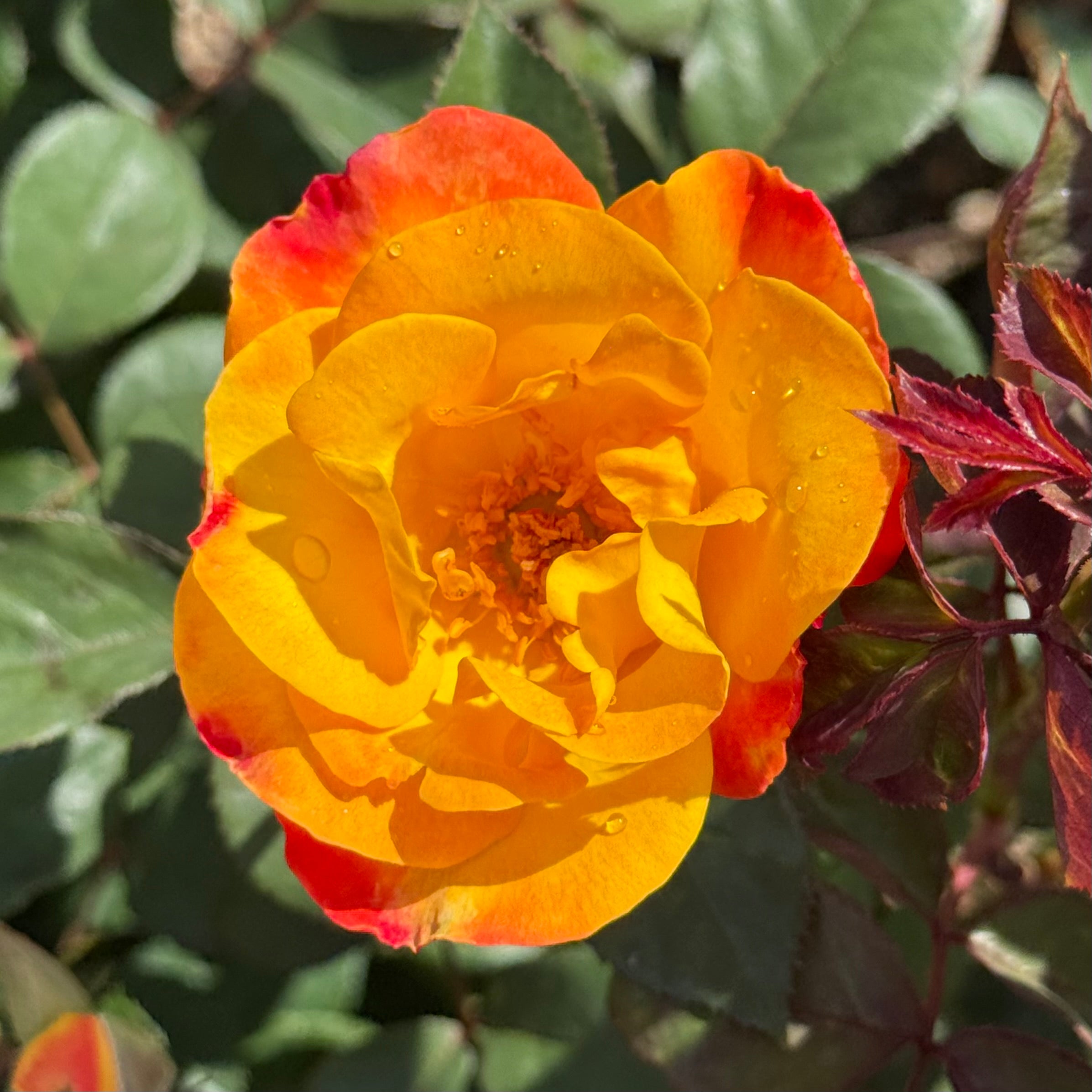 Playboy® Potted Rose Bush