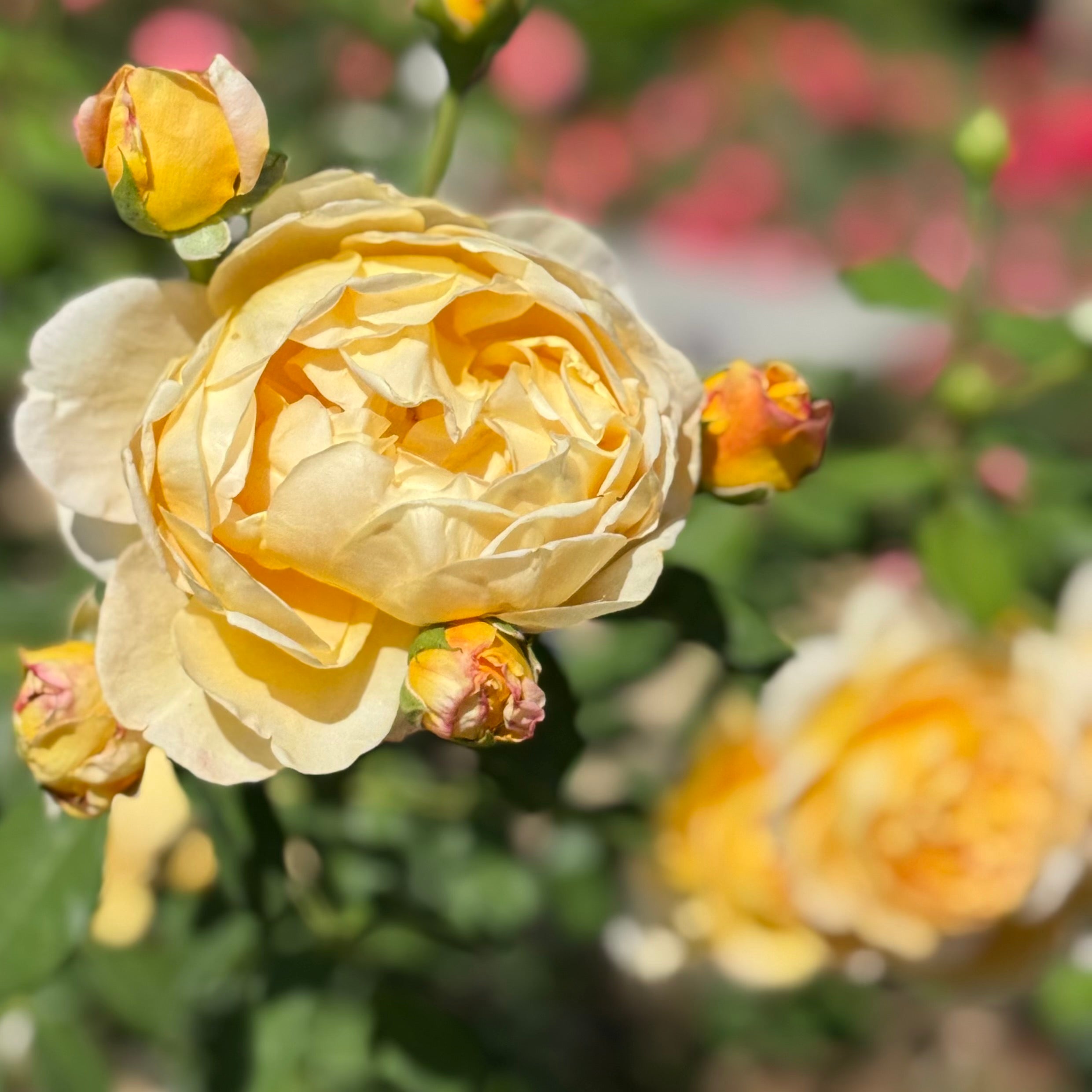 David Austin® Golden Celebration® Potted Climbing Rose