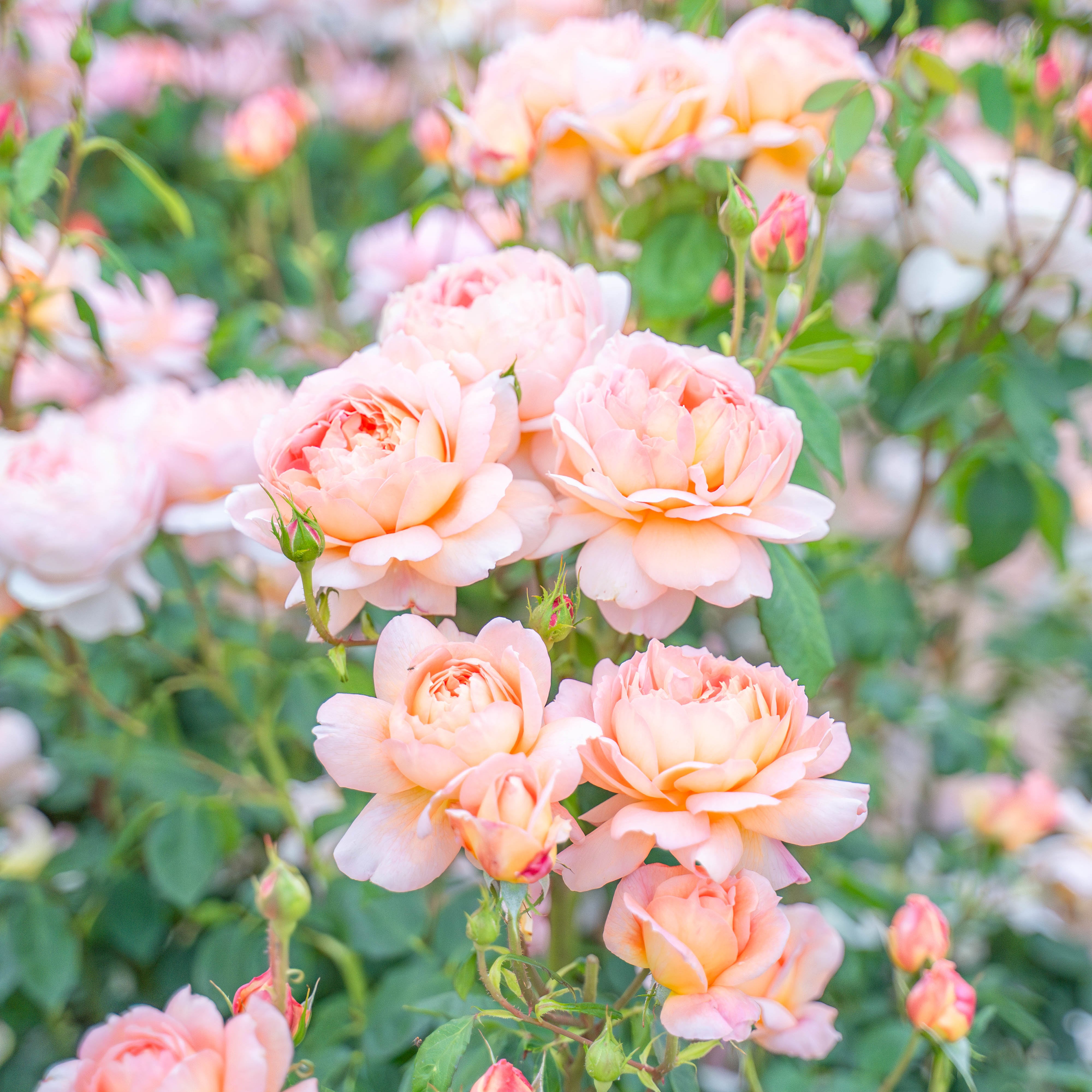 Gracie’s Blooms & Branches™ Bundles - David Austin® Carding Mill® & Juliet®