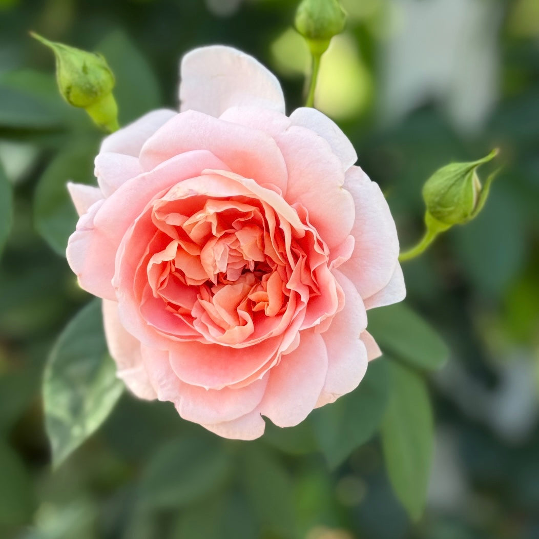 Colette™  Bare Root Climbing Rose