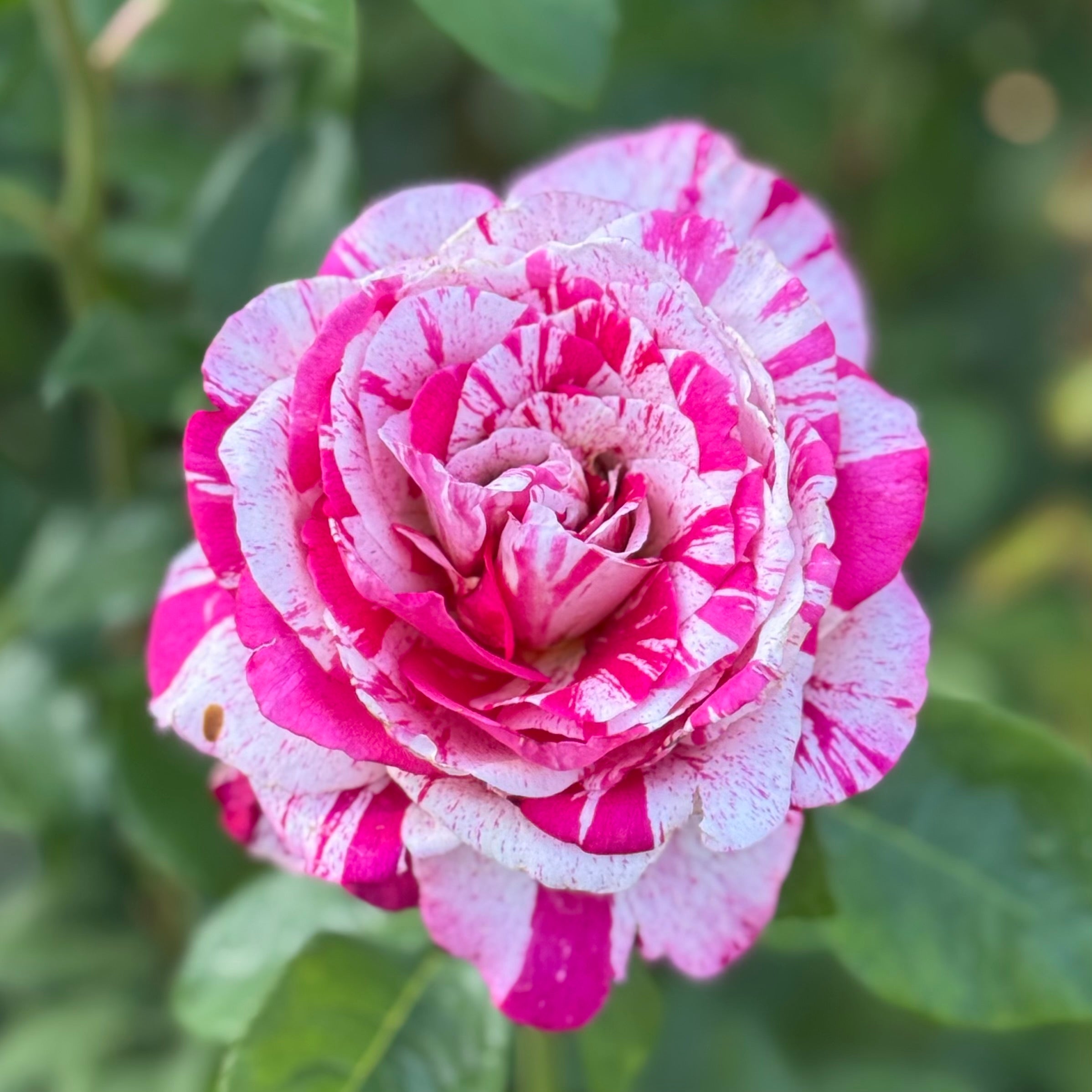 Neil Diamond Tree Potted Rose
