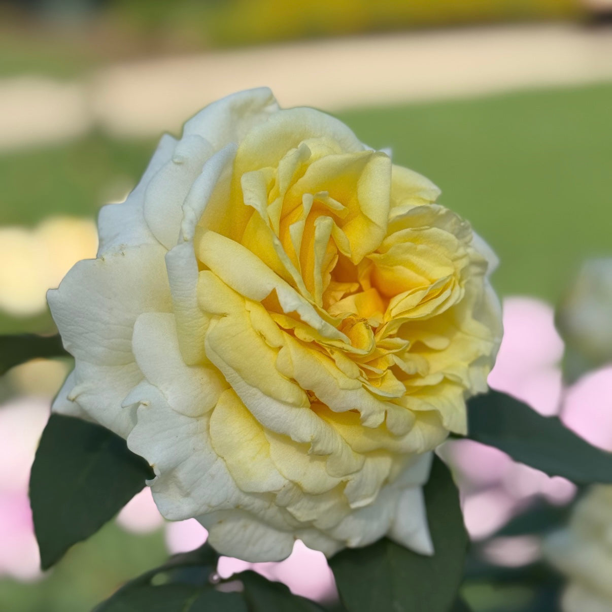 Chantilly Cream® Potted Tree Rose