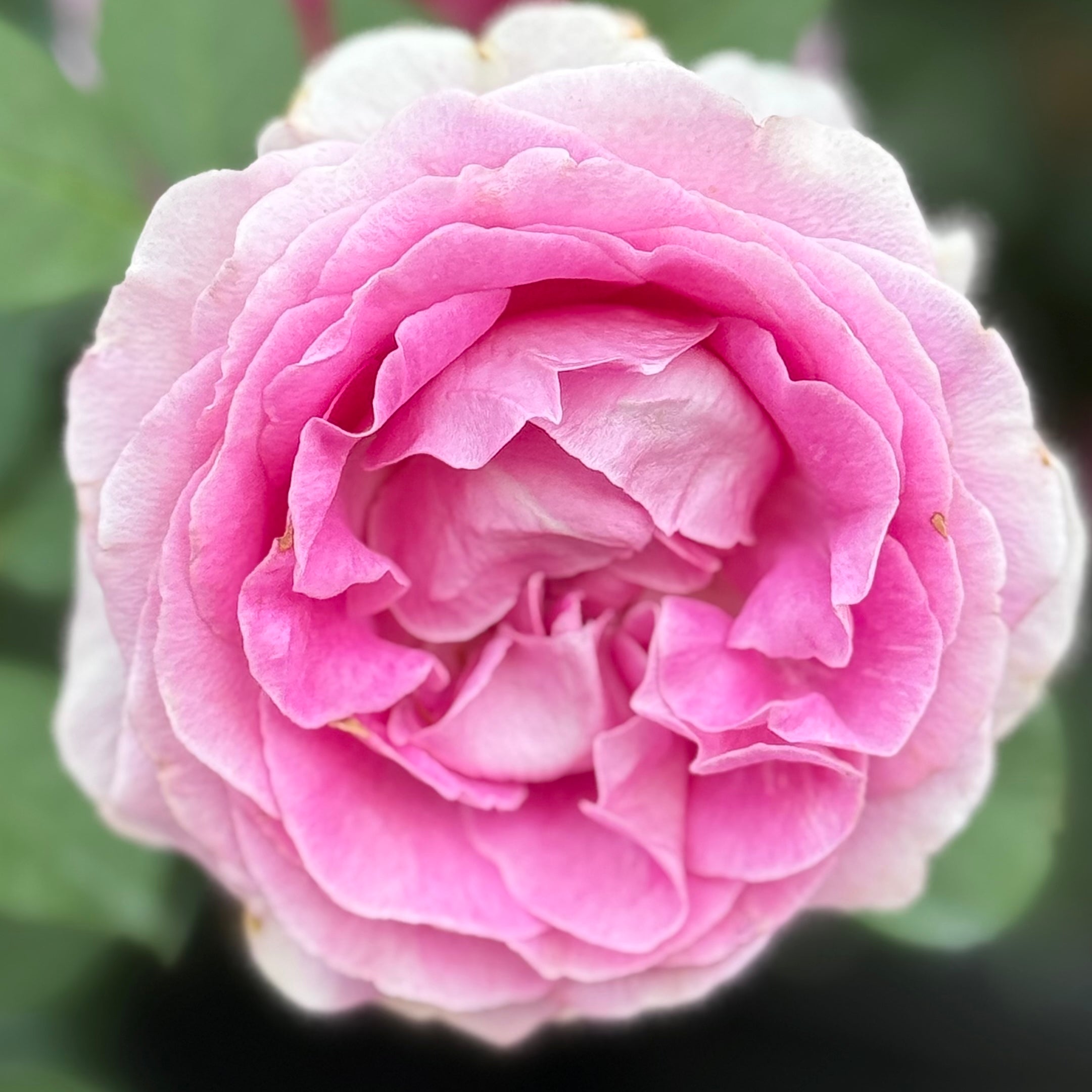 Raspberry Cupcake Potted Rose Bush | Bright Pink Rose Plant