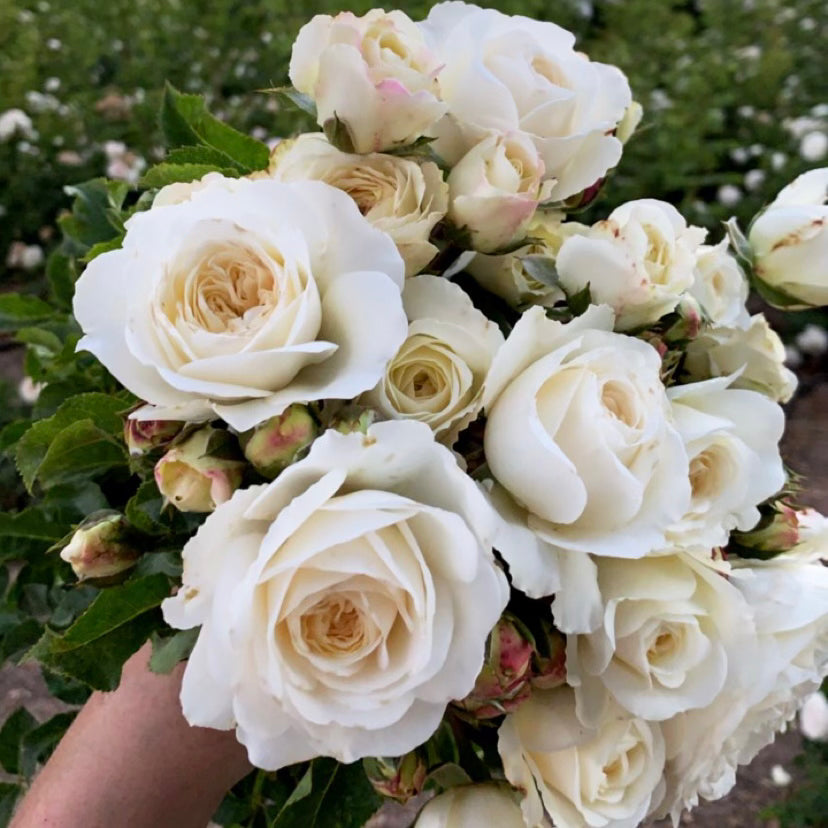 完売‼️ ALL ROSES LIVING PROOF Dash  David Austin® Tranquillity Potted Tree Rose - Grace Rose Farm