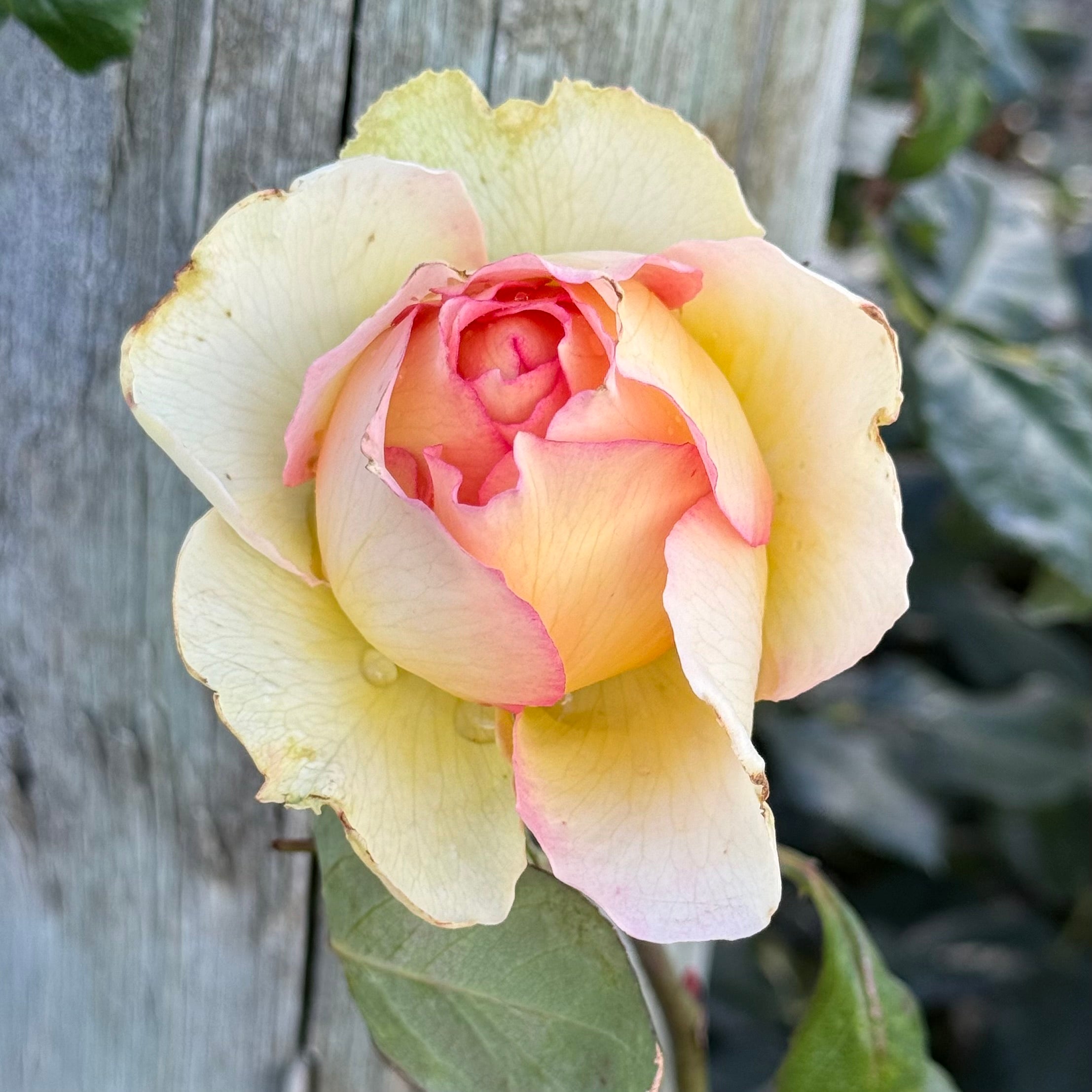 Euphoria® Potted Rose Bush