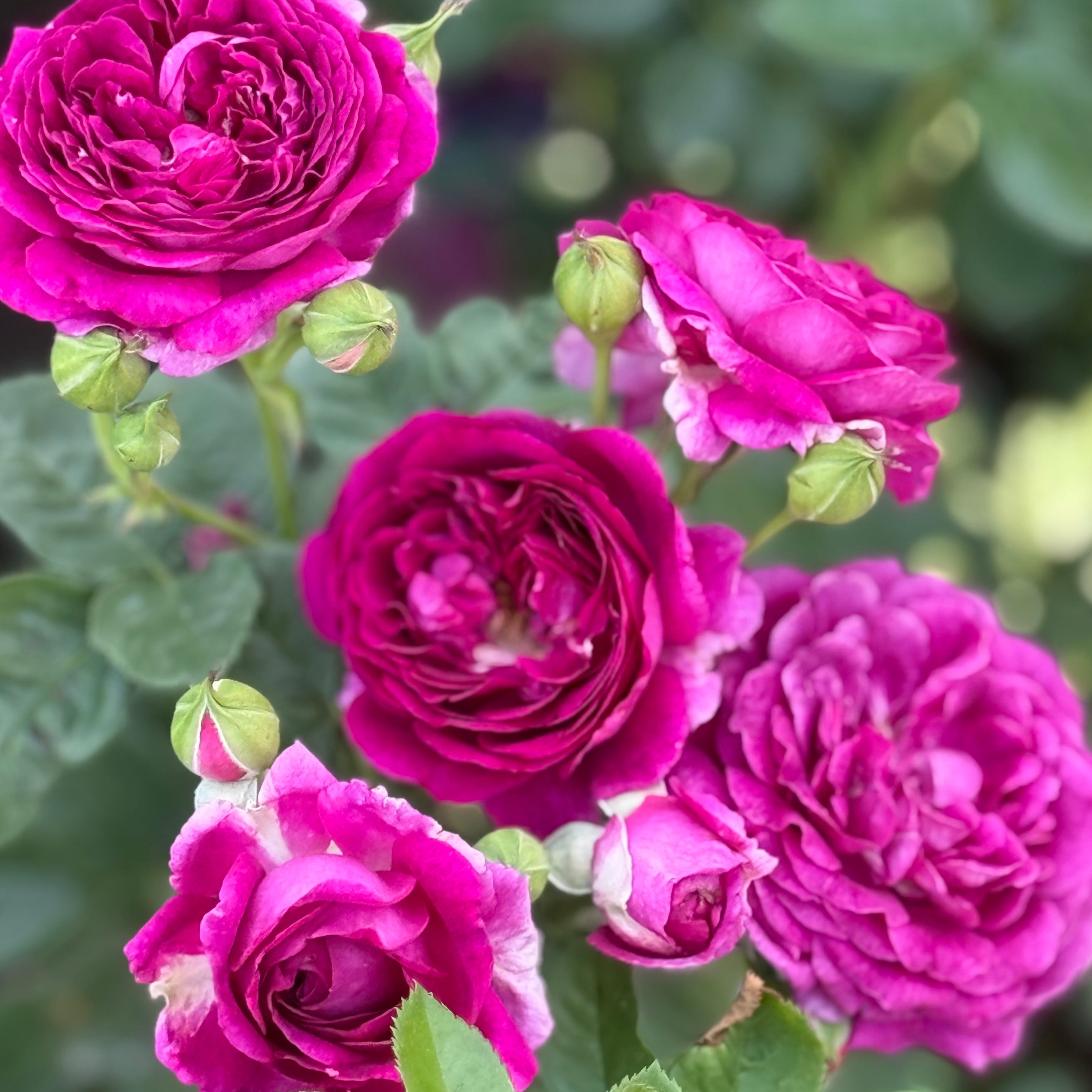 Twilight Zone™ Potted Rose Bush - Grace Rose Farm
