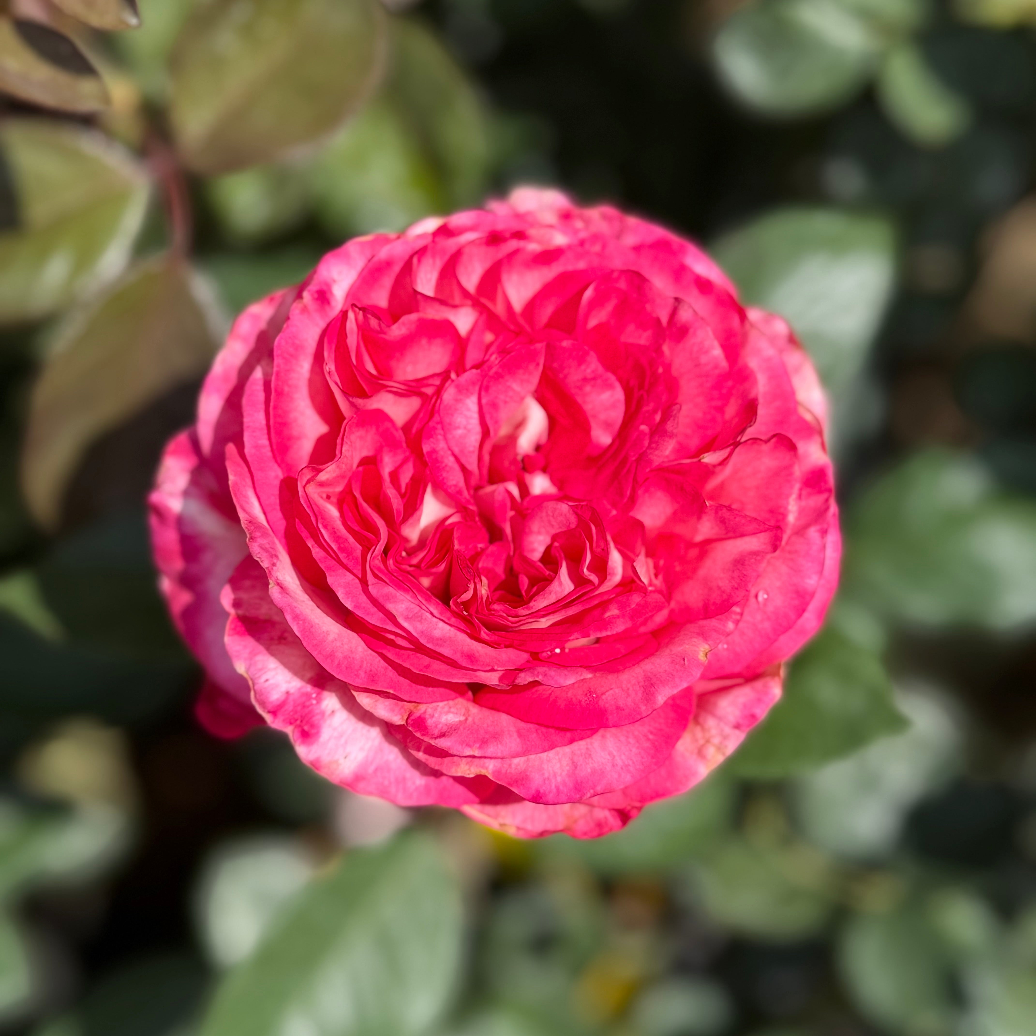 Big Momma™ Potted Rose Bush