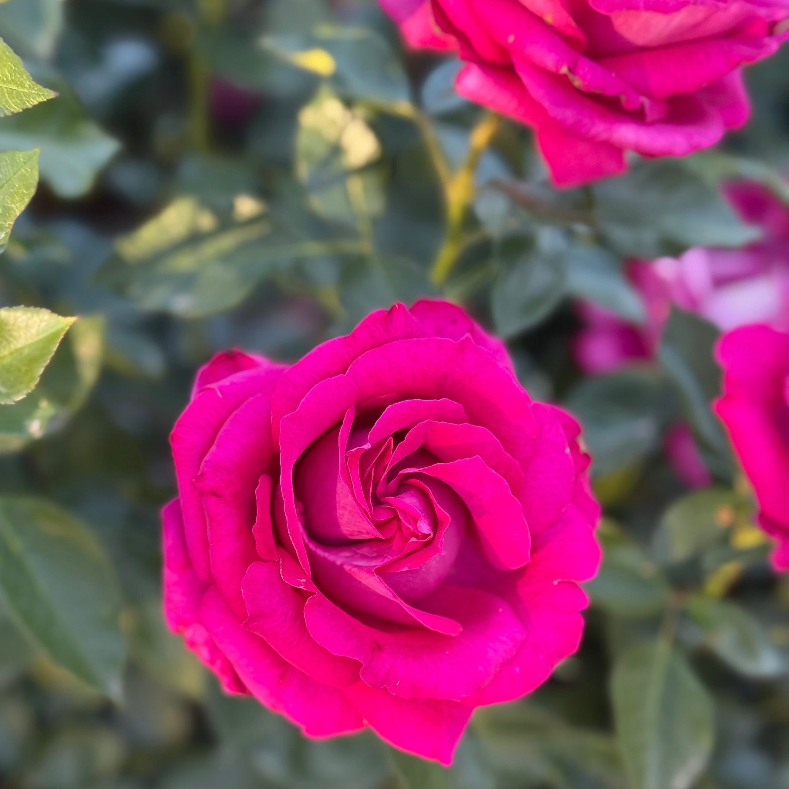 Stiletto™ Potted Rose Bush