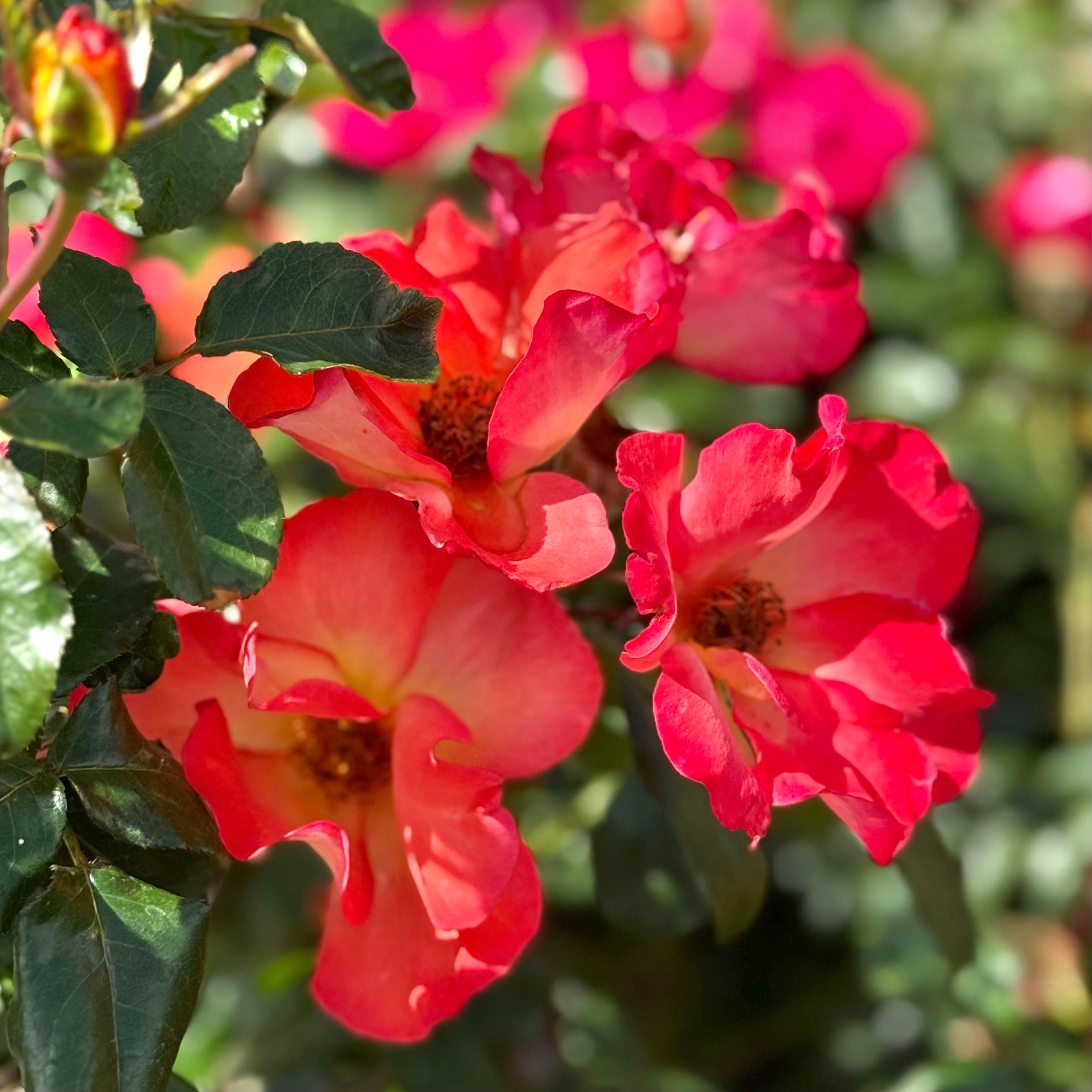 Playboy® Potted Rose Bush