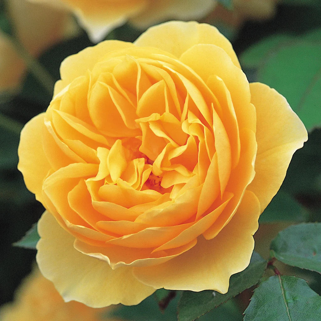 David Austin® Graham Thomas® Potted Climbing Rose