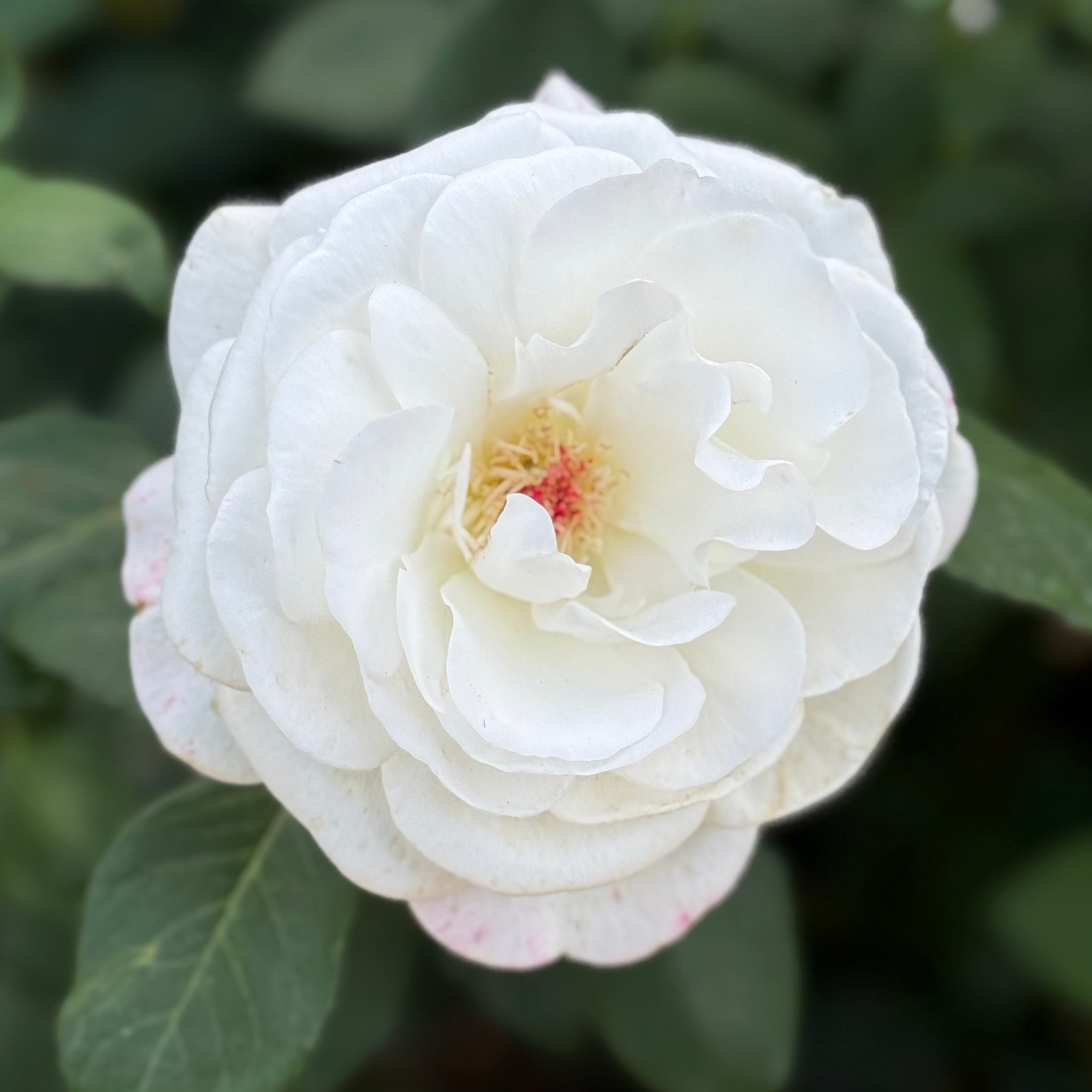 Sugar Moon Potted Rose Bush | White Fragrant Hybrid Tea Rose
