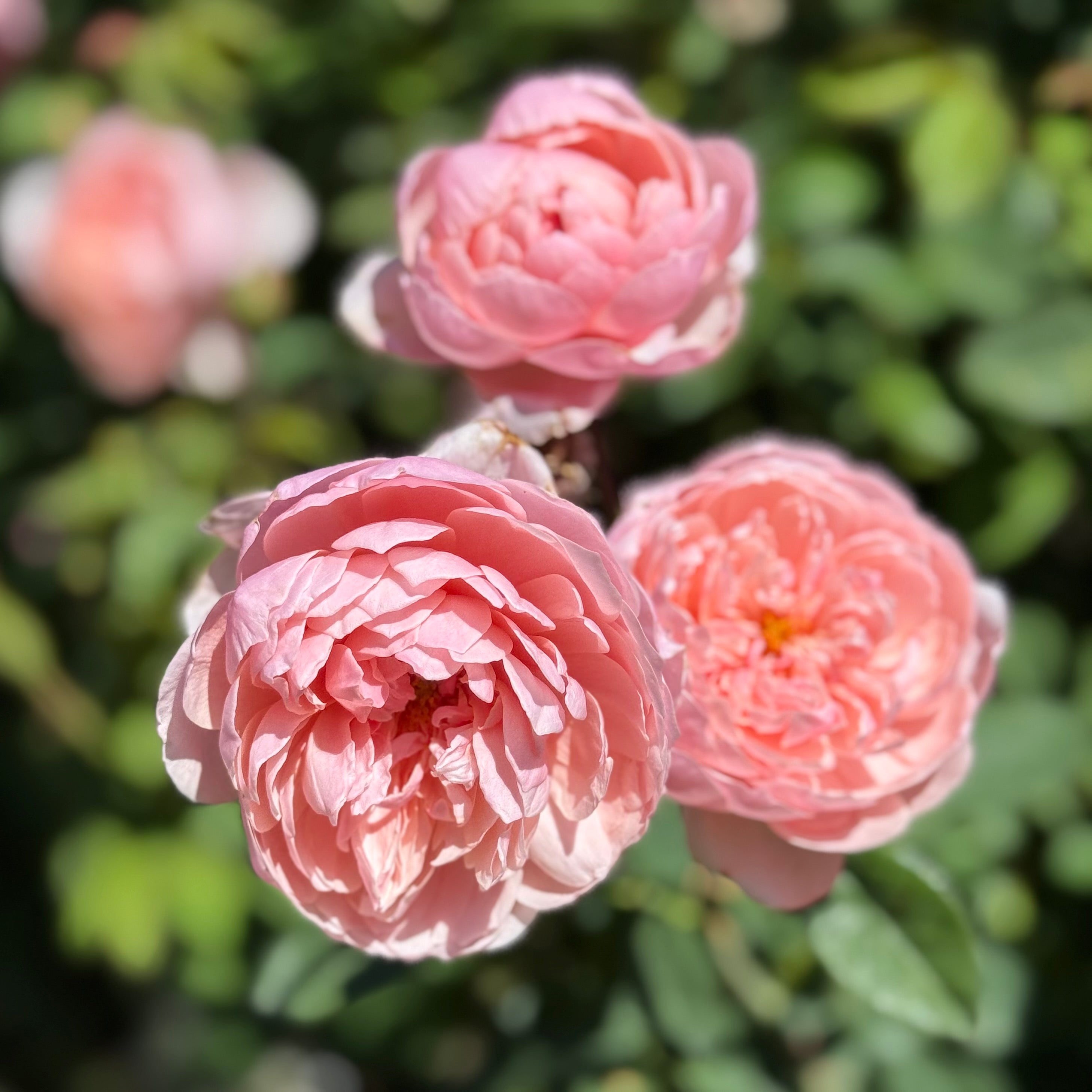 David Austin® The Alnwick Rose® Potted Rose Bush