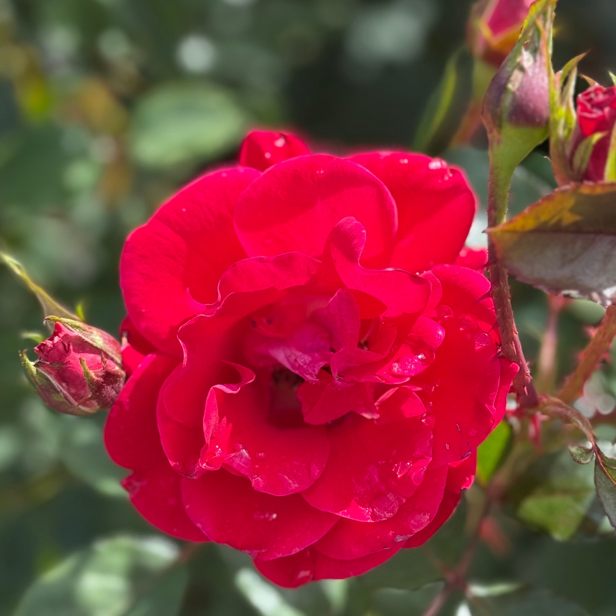 Take it Easy® Potted Rose Bush