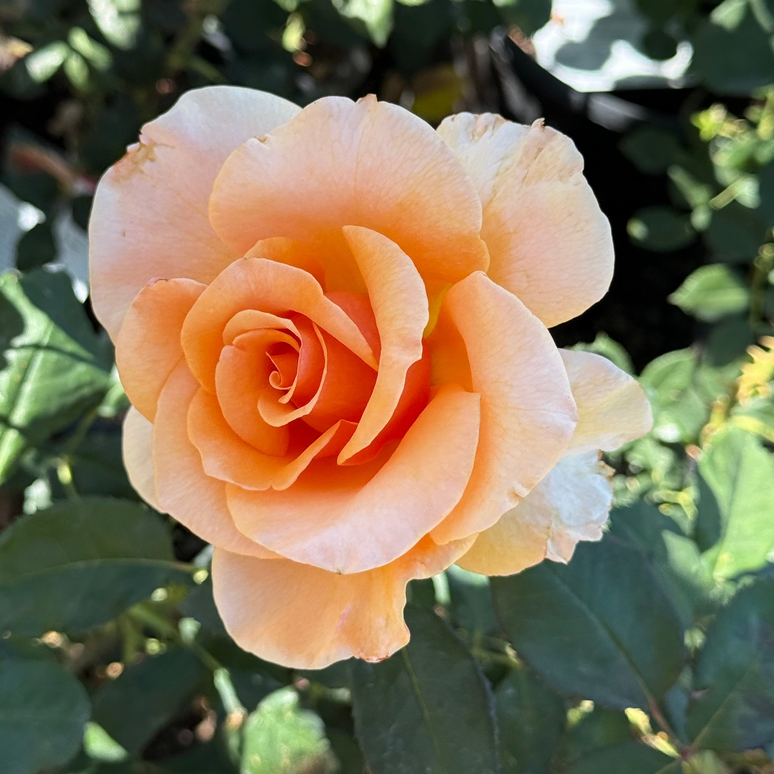Brandy™ Potted Rose Bush
