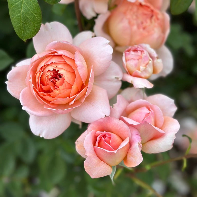 David Austin Roses Carding Mill - Thumbnail 3