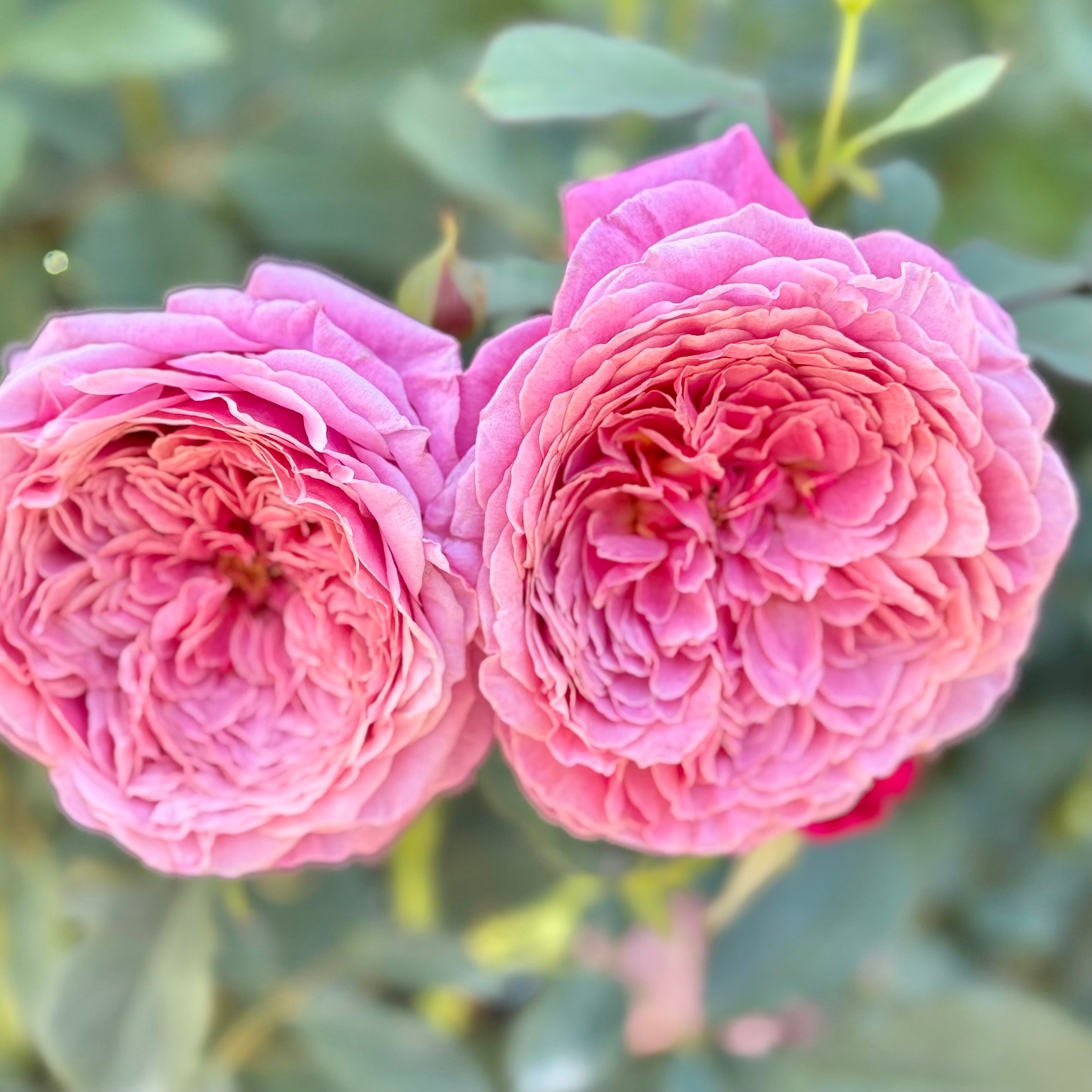 ばらエレガント7 Queen Of Elegance Rose | Elegant Pink Rose Bush | Grace Rose Farm