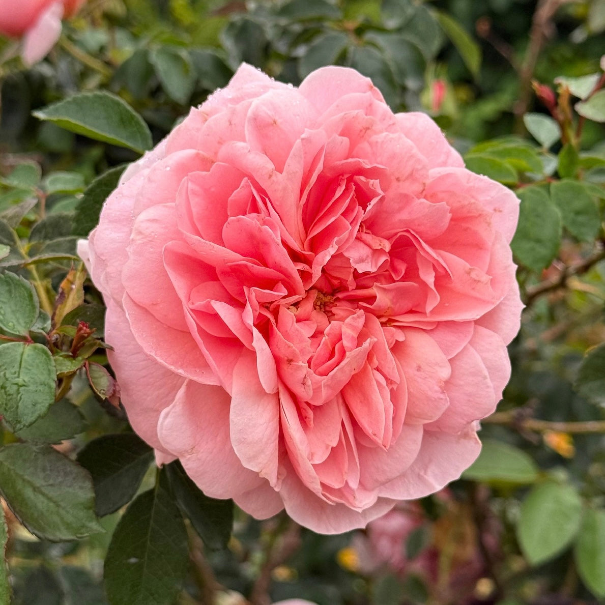 Colette™  Bare Root Climbing Rose