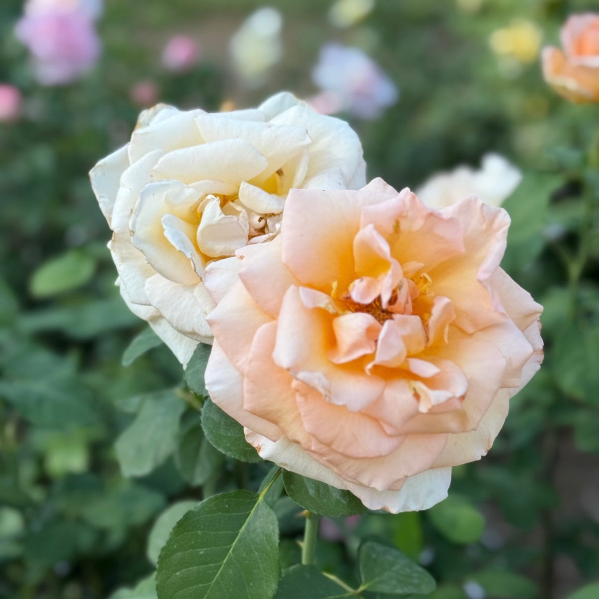 Over The Moon ™ Potted Rose Bush