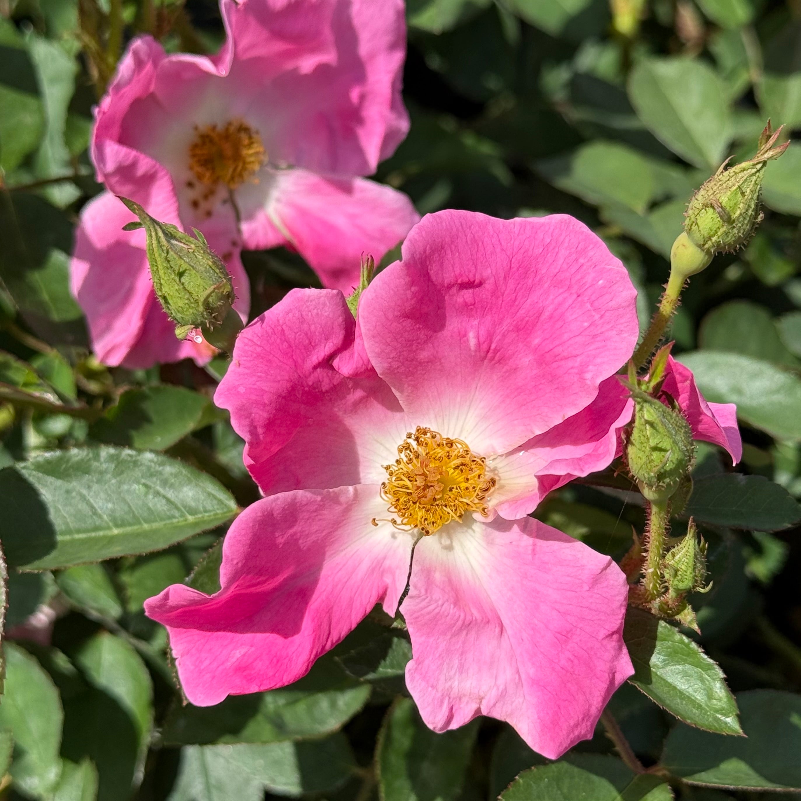 Nearly Wild Potted Rose Bush