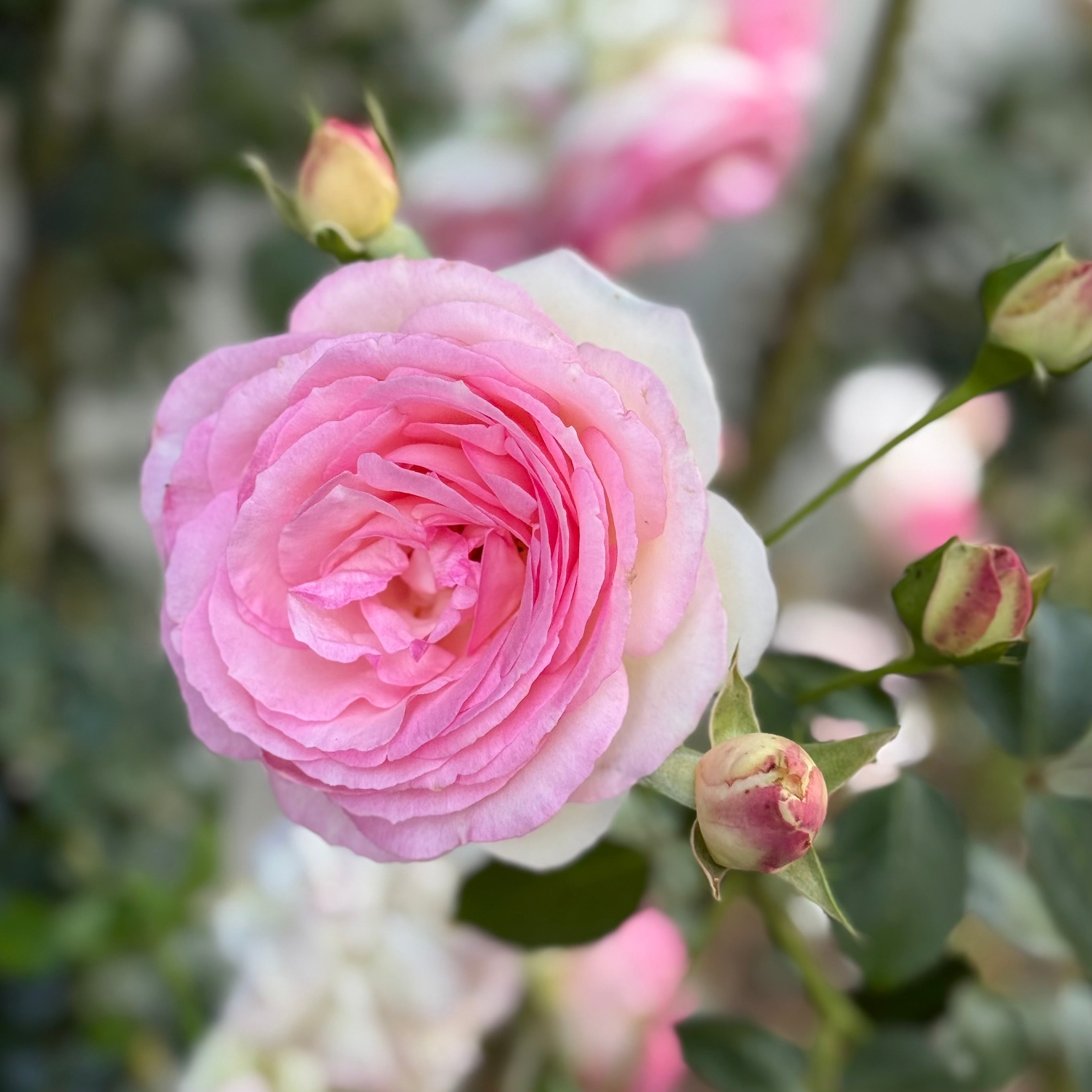 Eden Climber® Potted Climbing Rose