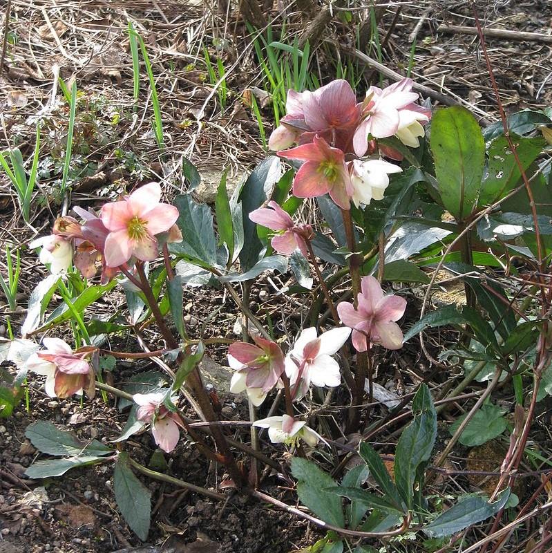 Hellebore Ivory Prince Potted Lenten Rose Plant