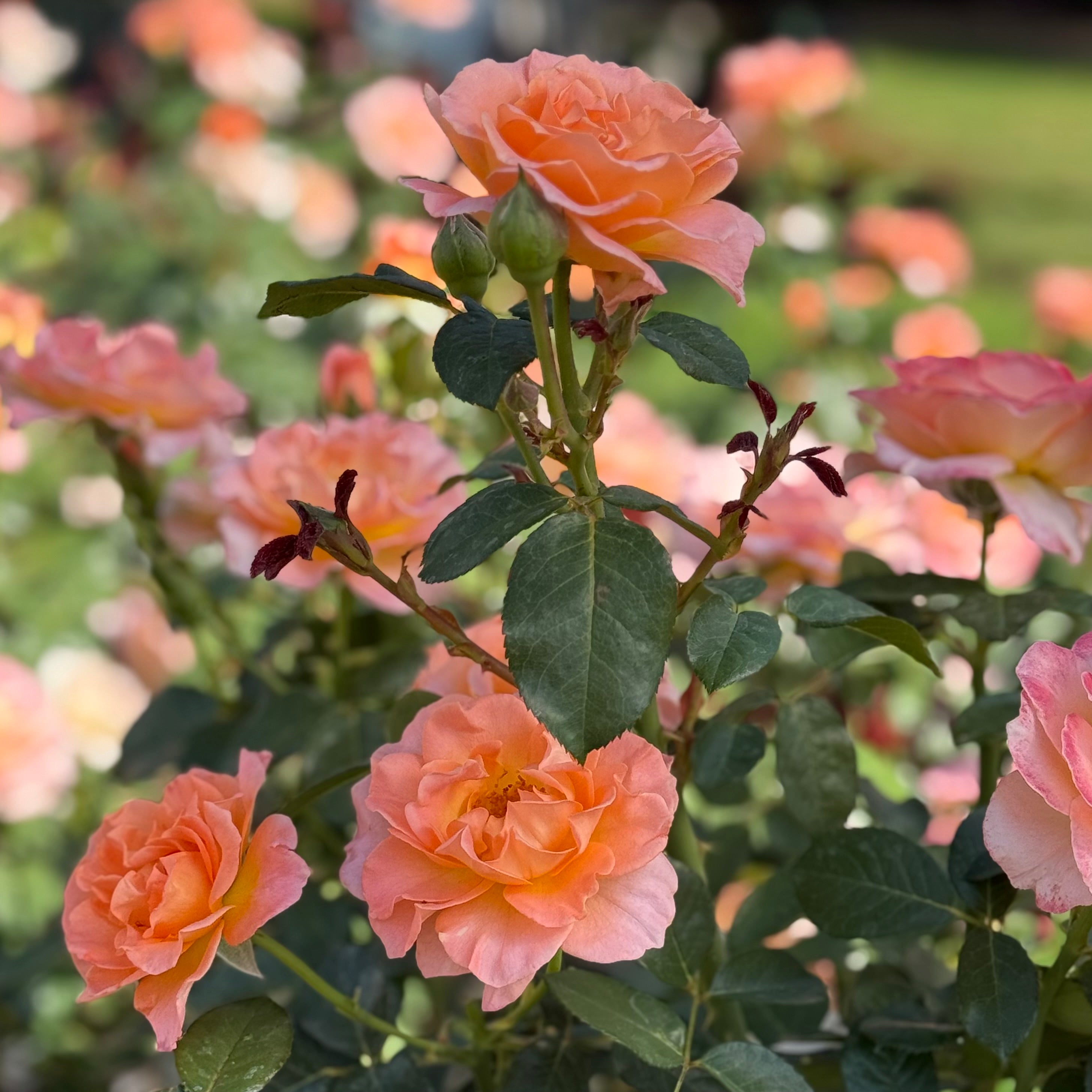 ローズバード Jump for Joy Potted Rose Bush | Peachy Pink Floribunda Rose