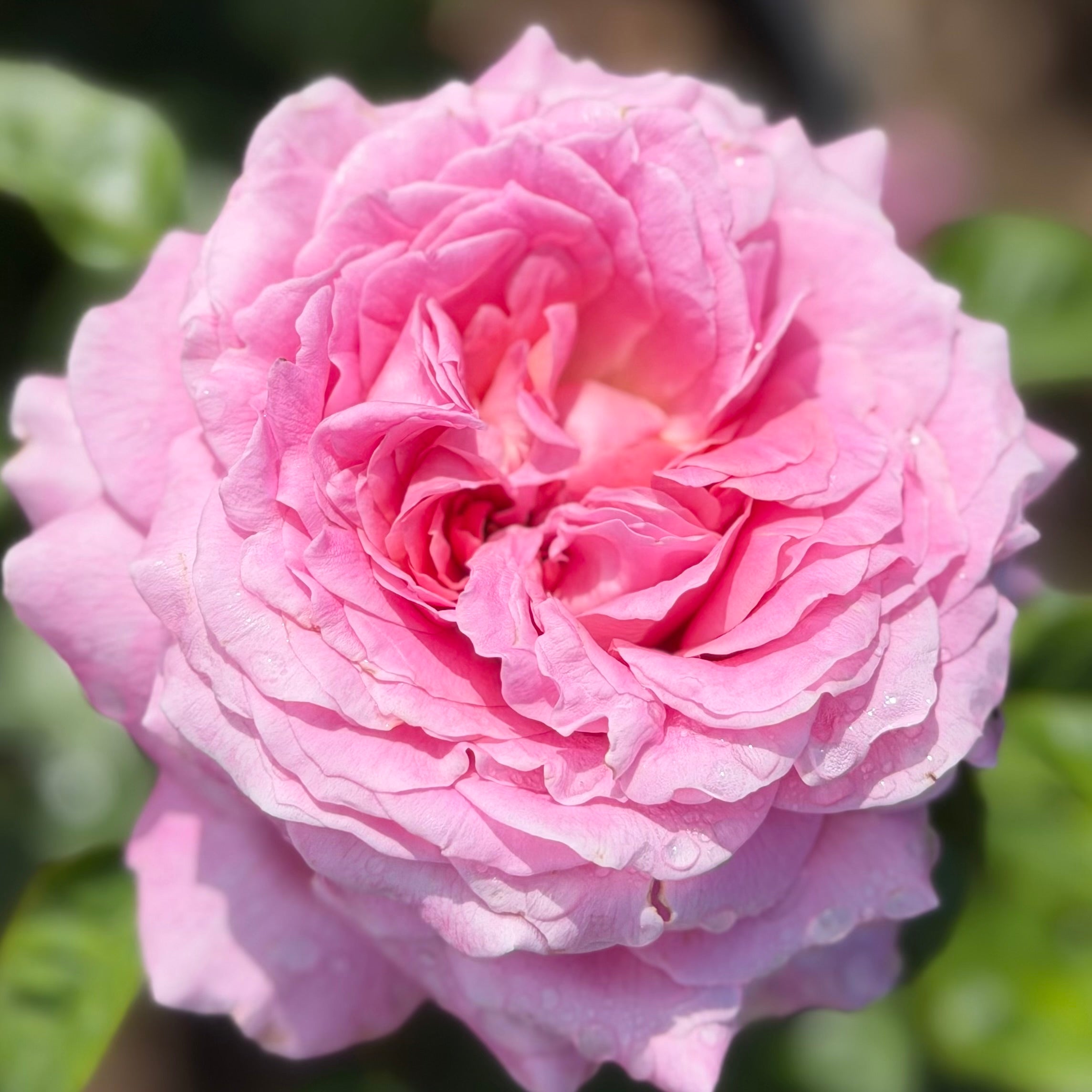 Héloïse-Grace™ Potted Rose Bush