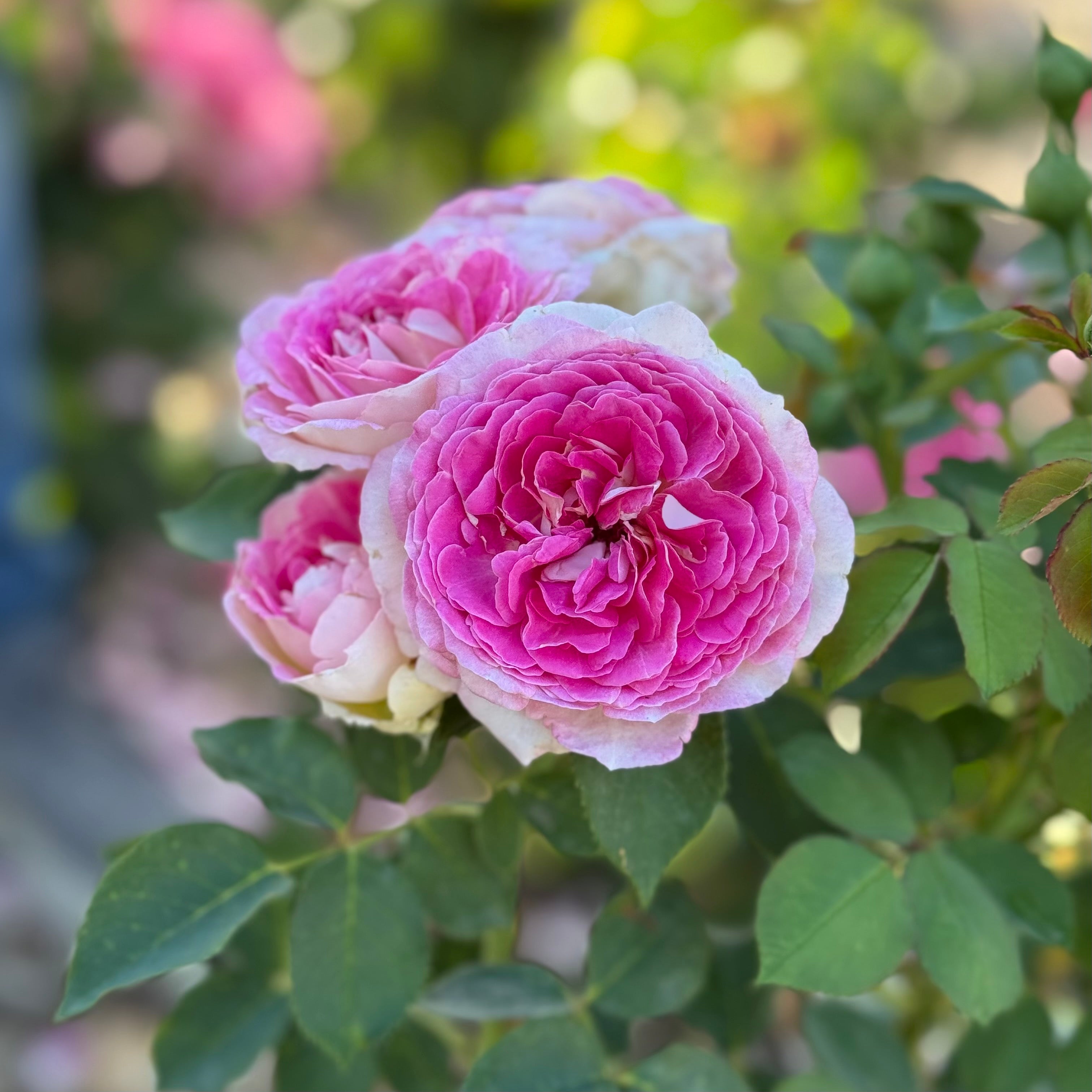 Fashion Forward™ Potted Rose Bush