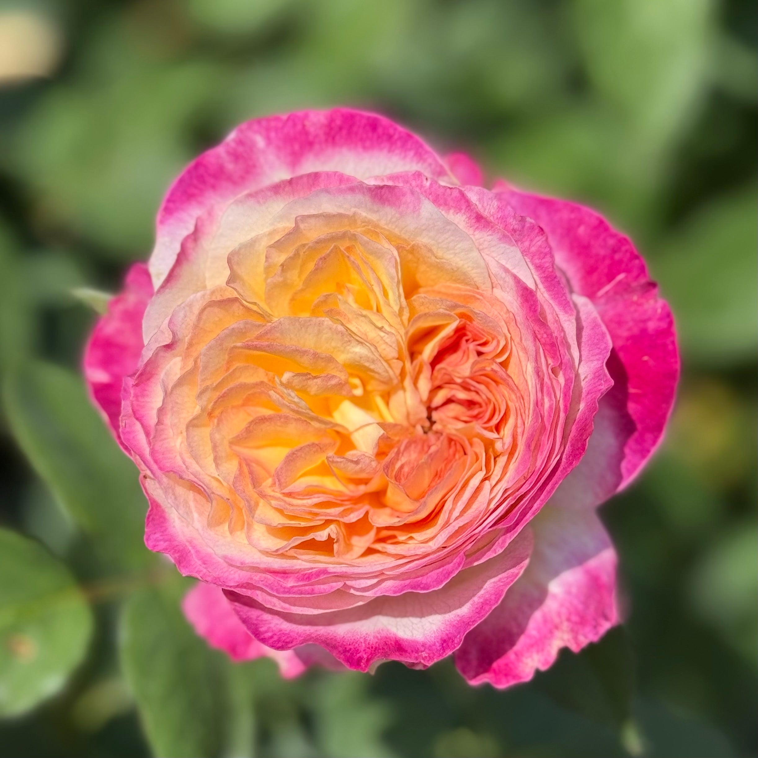 Living the Dream™ Bare Root Rose Bush