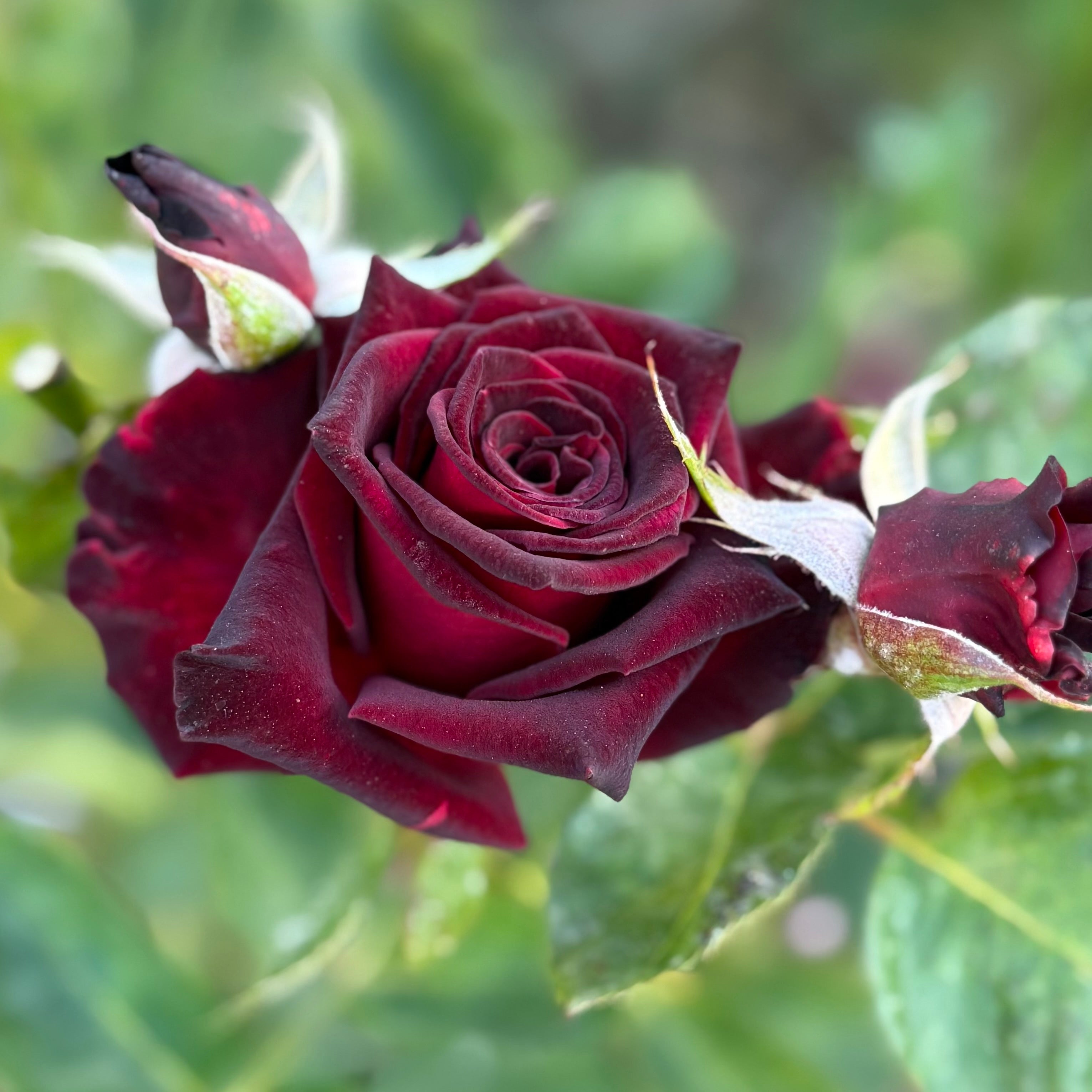 Ink Spots Rose | Dark Red Miniature Rose | Grace Rose Farm