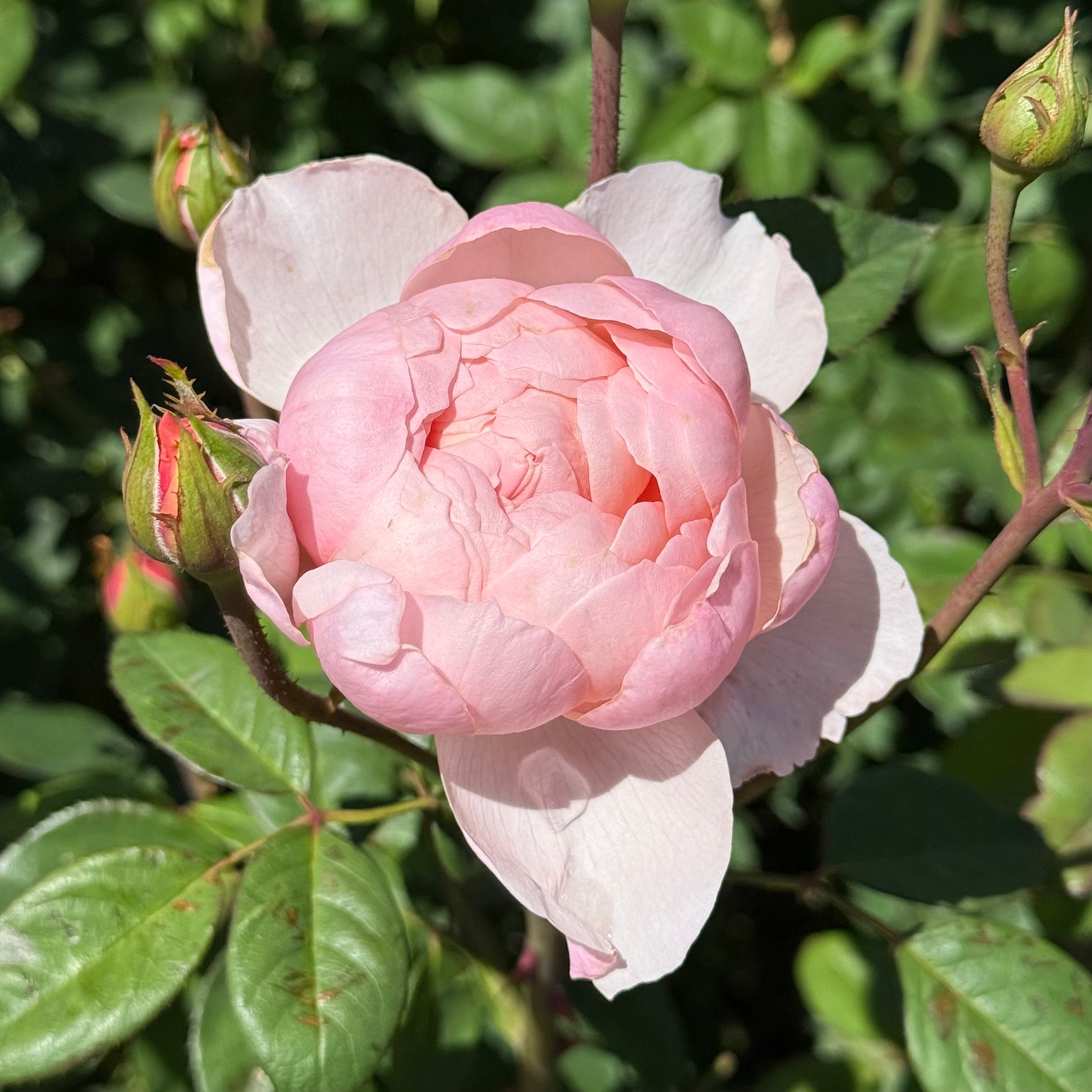 David Austin® The Alnwick Rose® Potted Rose Bush